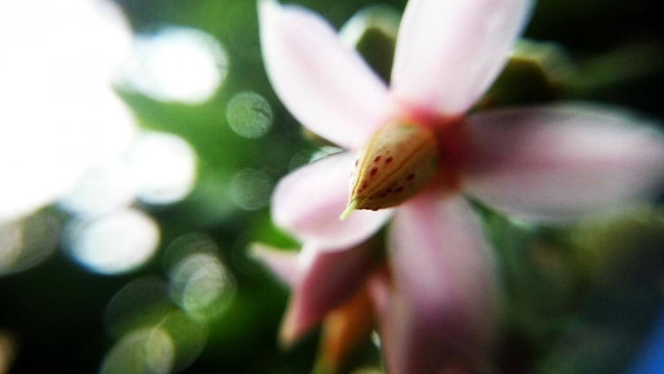 Nature Blurred White Jasmine Background Background