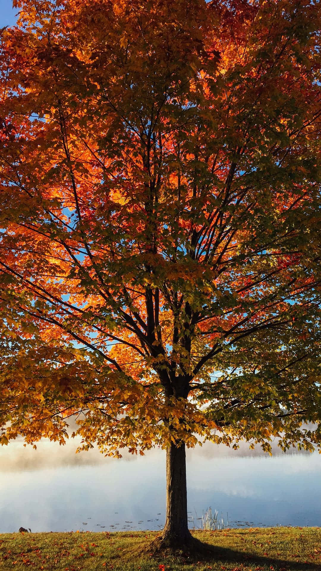 Nature Comes To Life On Iphone Background
