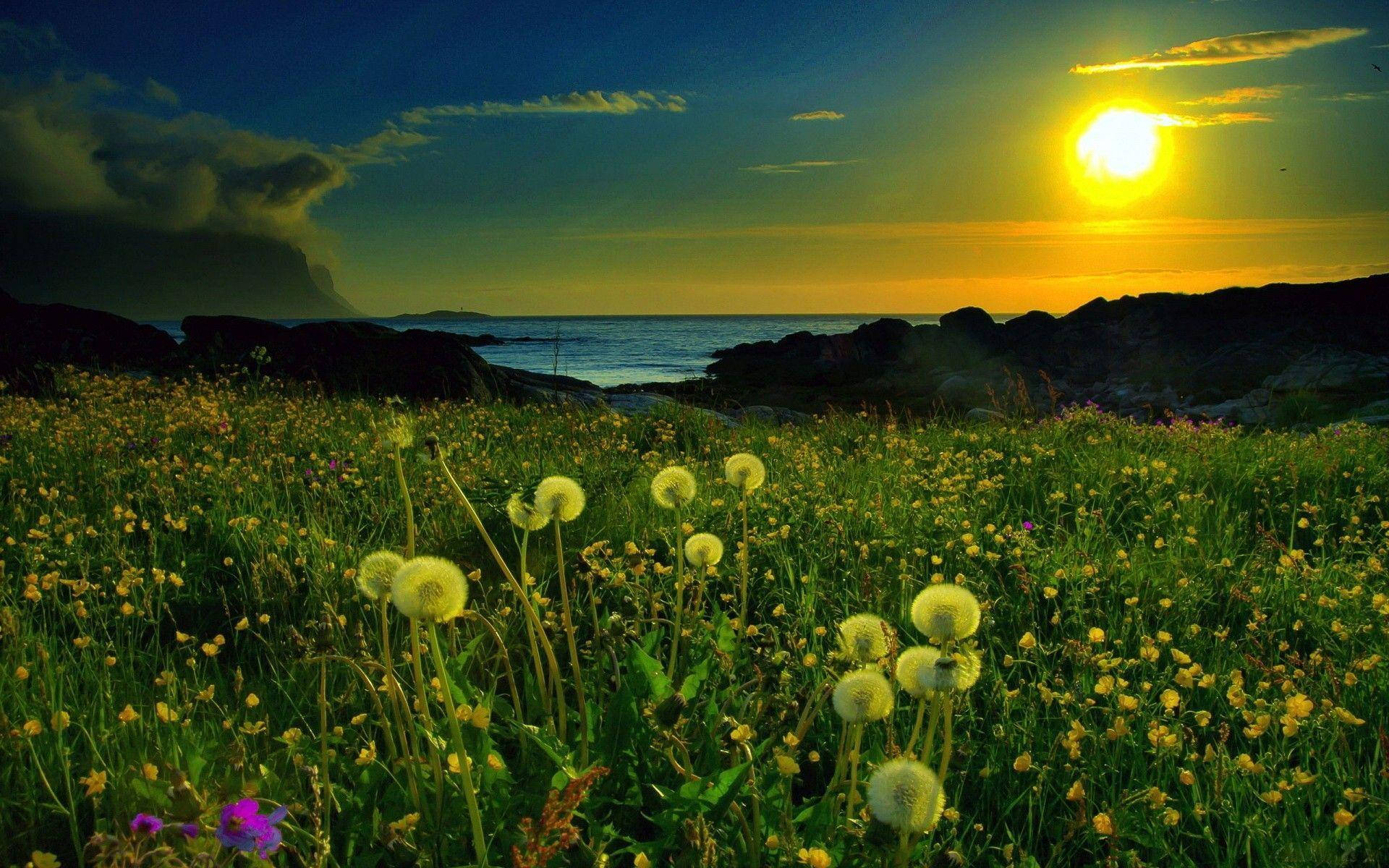 Nature Computer Field Of Flowers