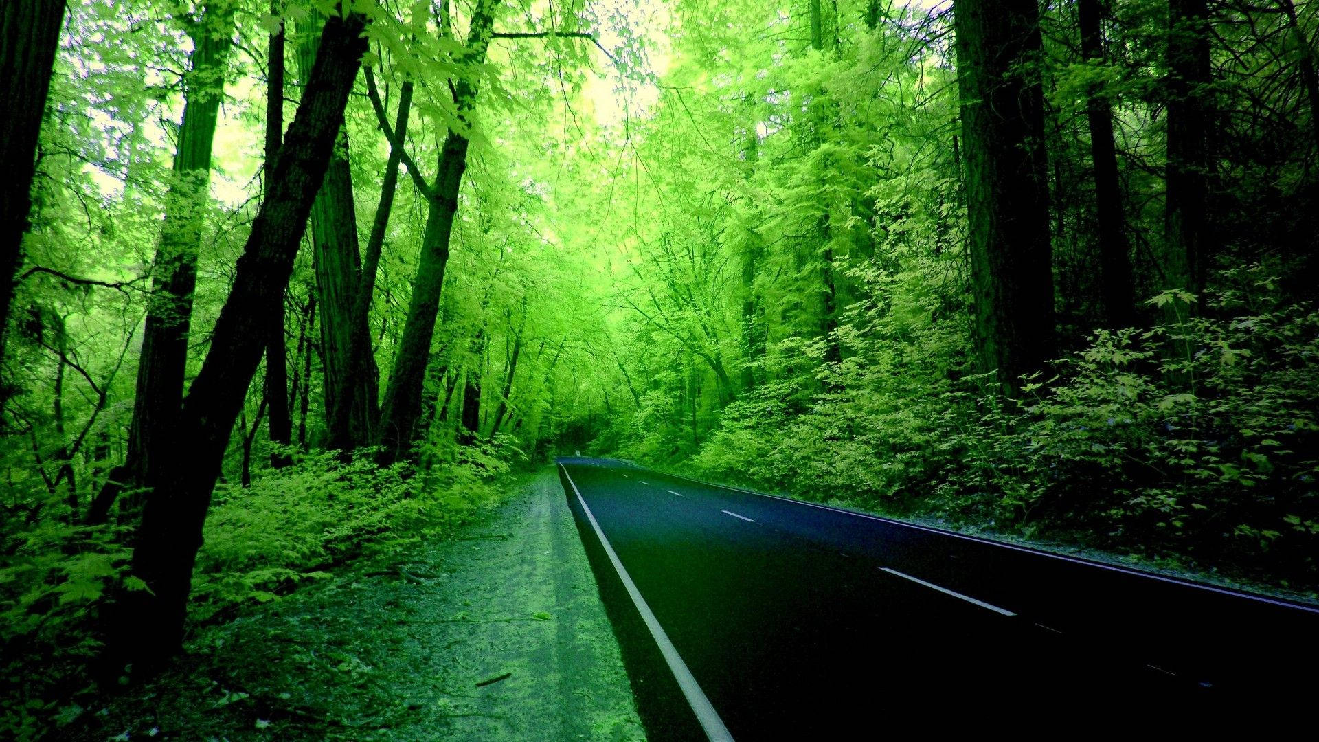 Nature Computer Forest Road Background