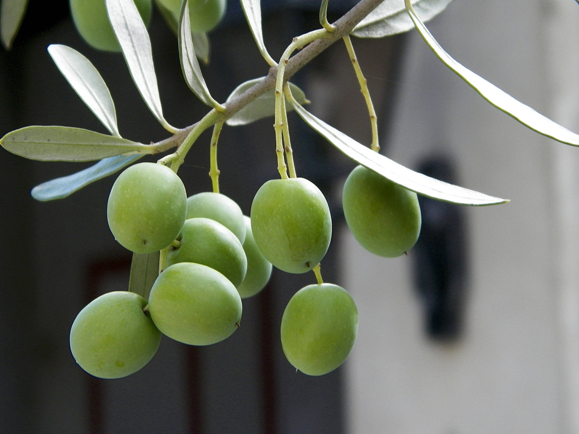 Nature Fruit Plant Olive Background