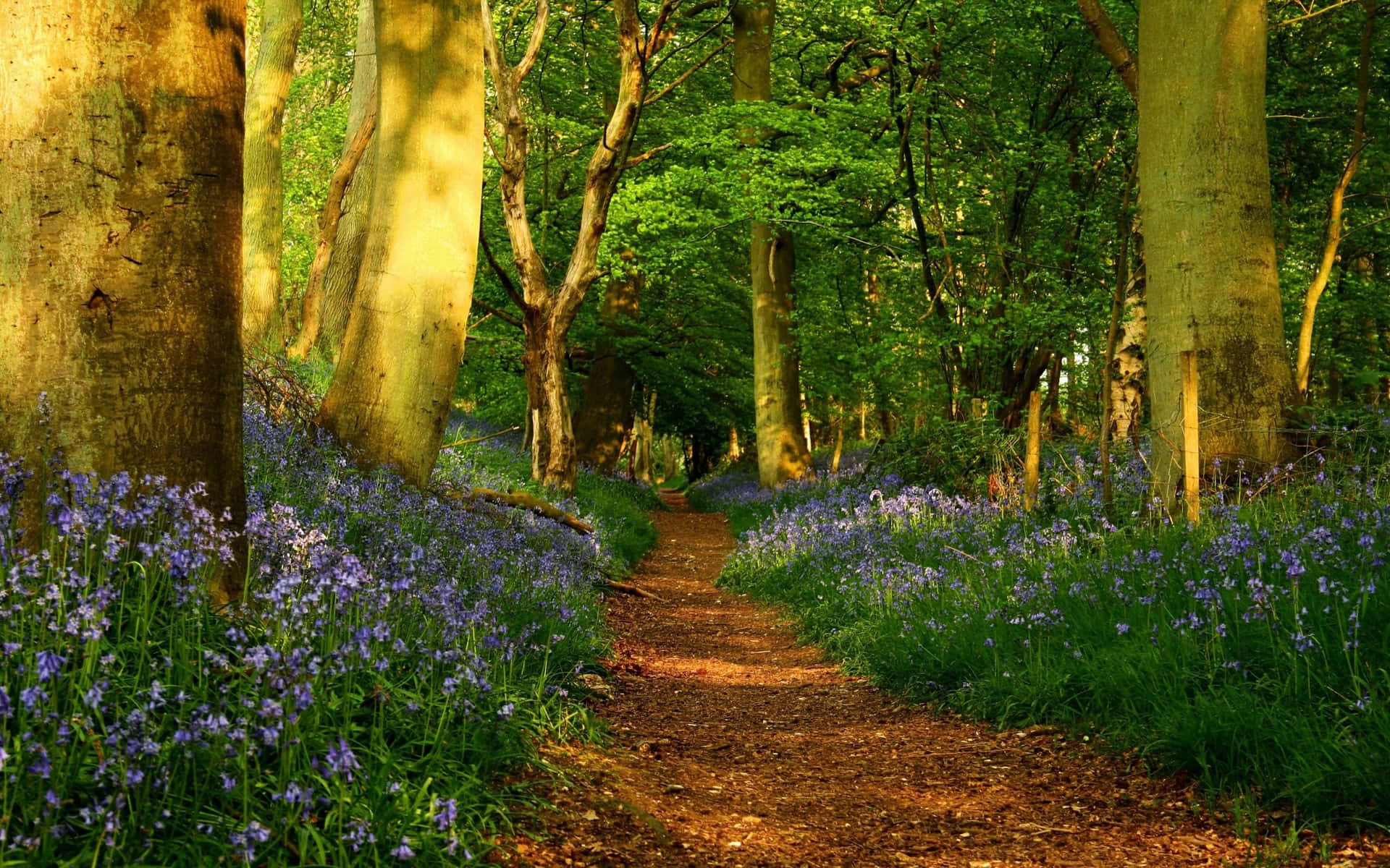 Nature Has The Best Scenery Background