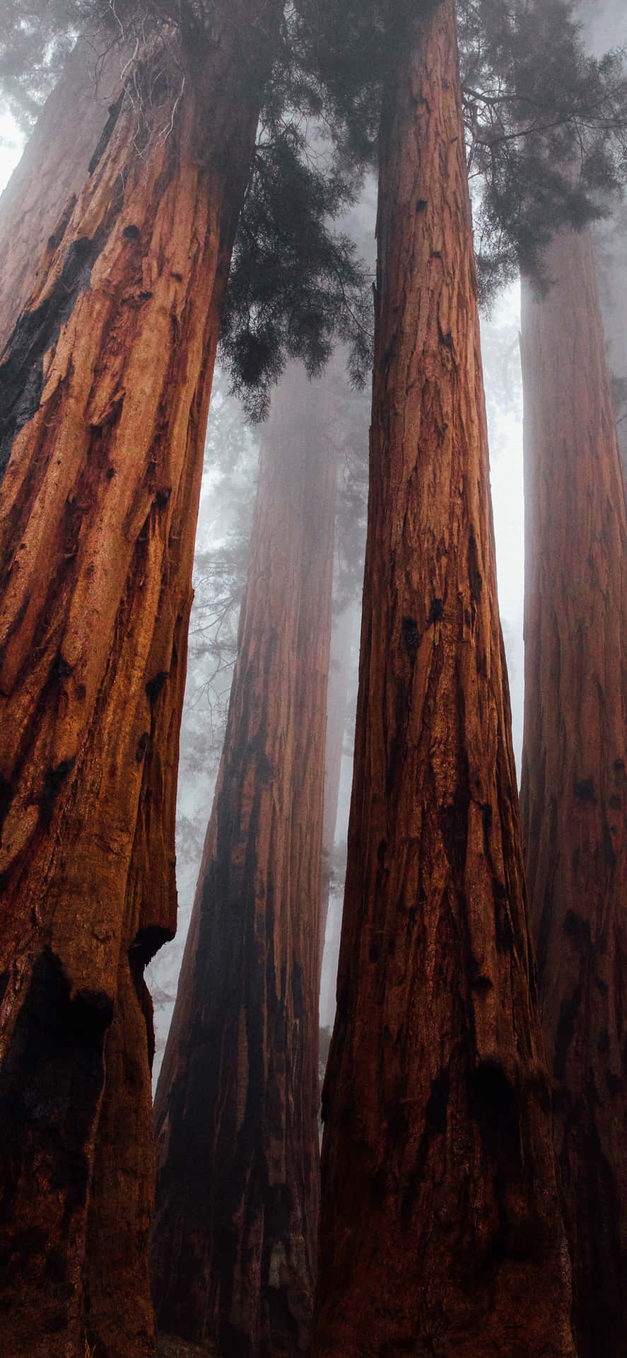 Nature Inspired Iphone Background