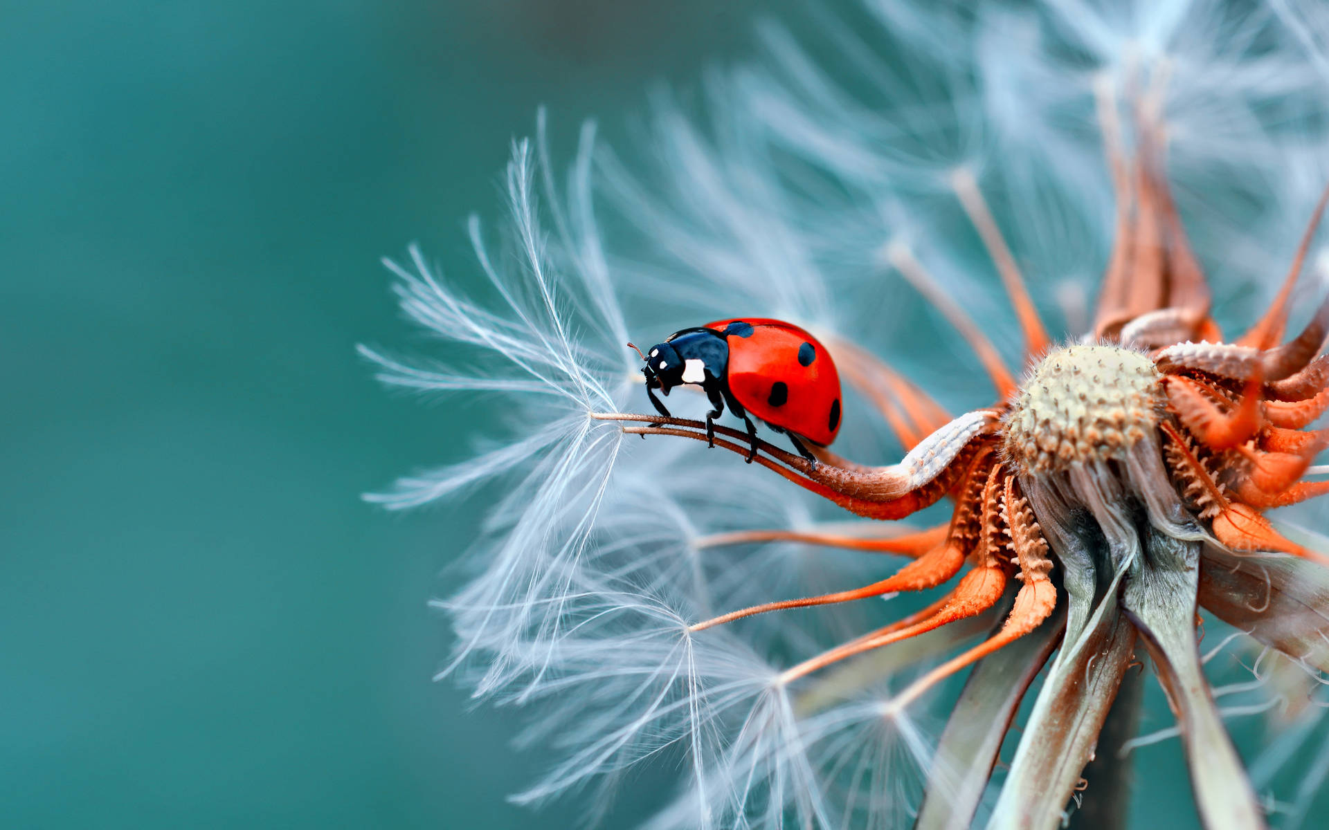 Nature Ladybug Photography Desktop 4k Background