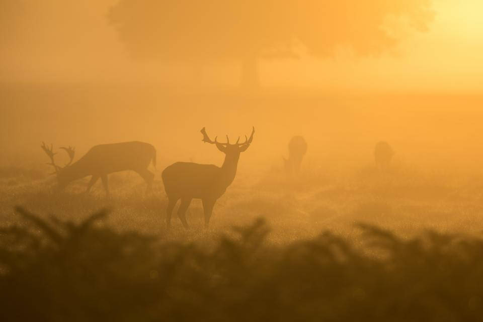 Nature Landscape Deer Hunting Background