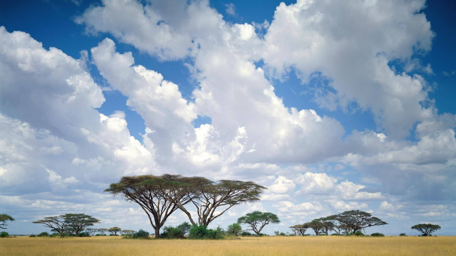 Nature Landscape In Kenya Background