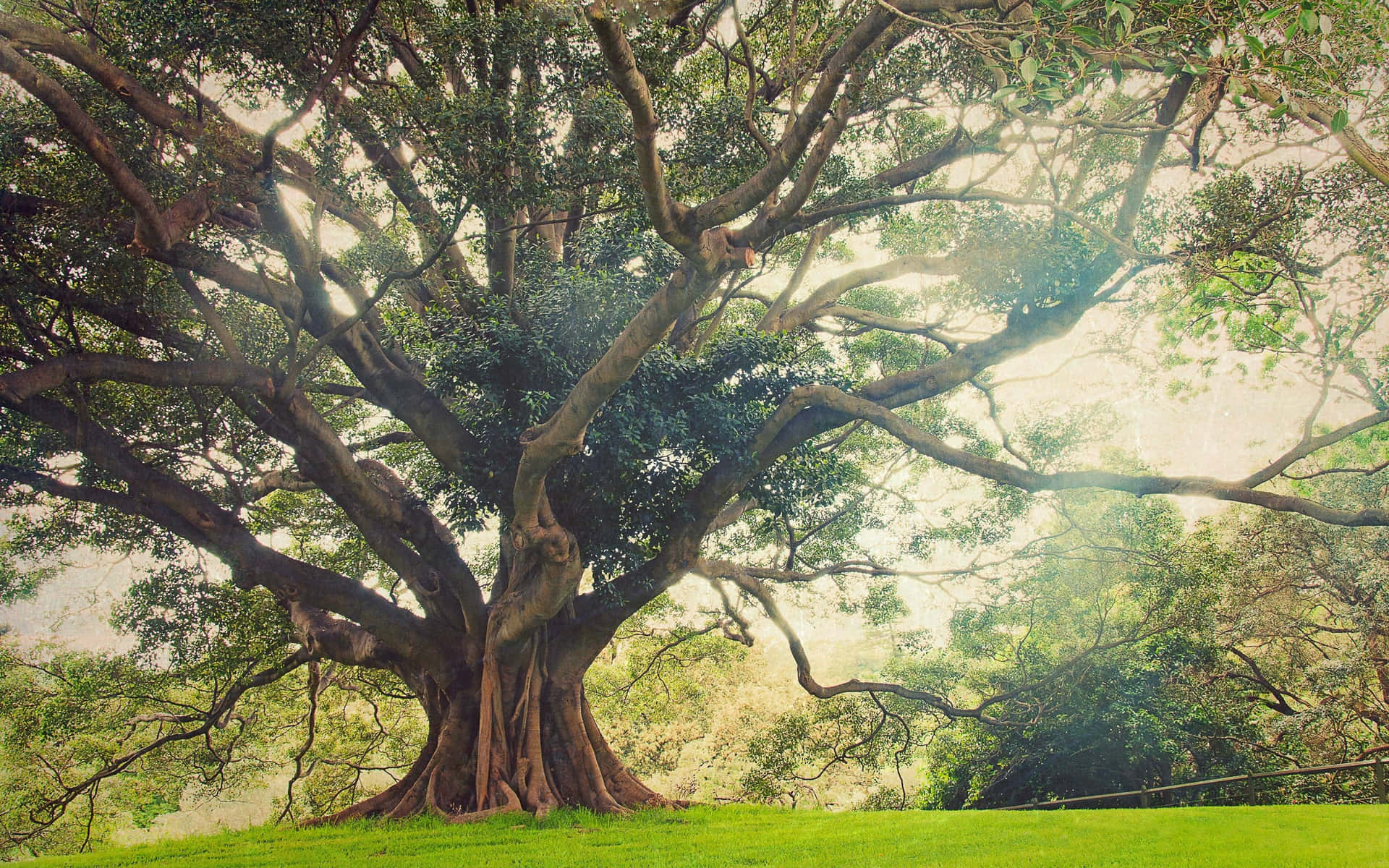 Nature Landscape Oak Tree Background