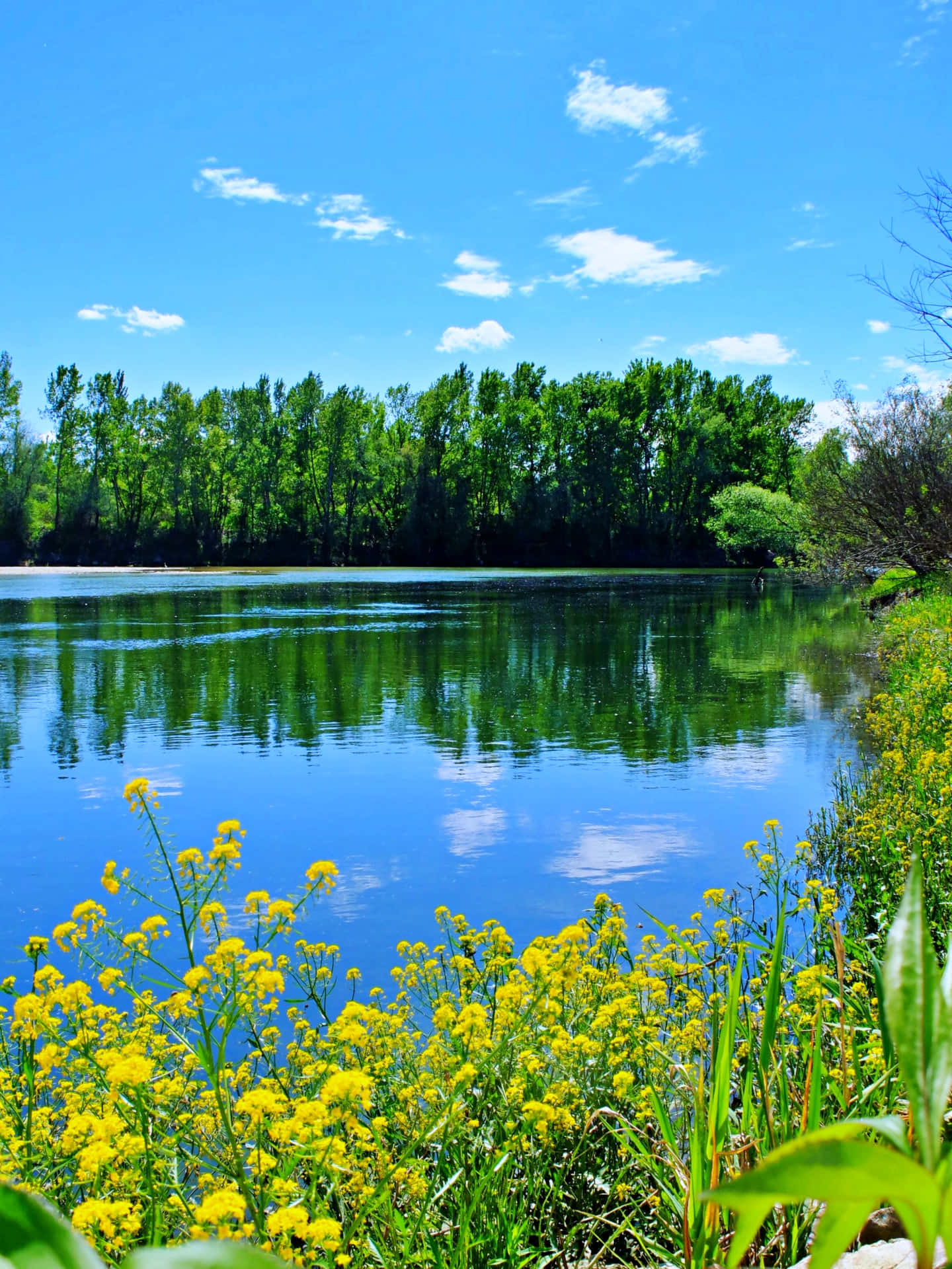 Nature Love And Pond Affection Background