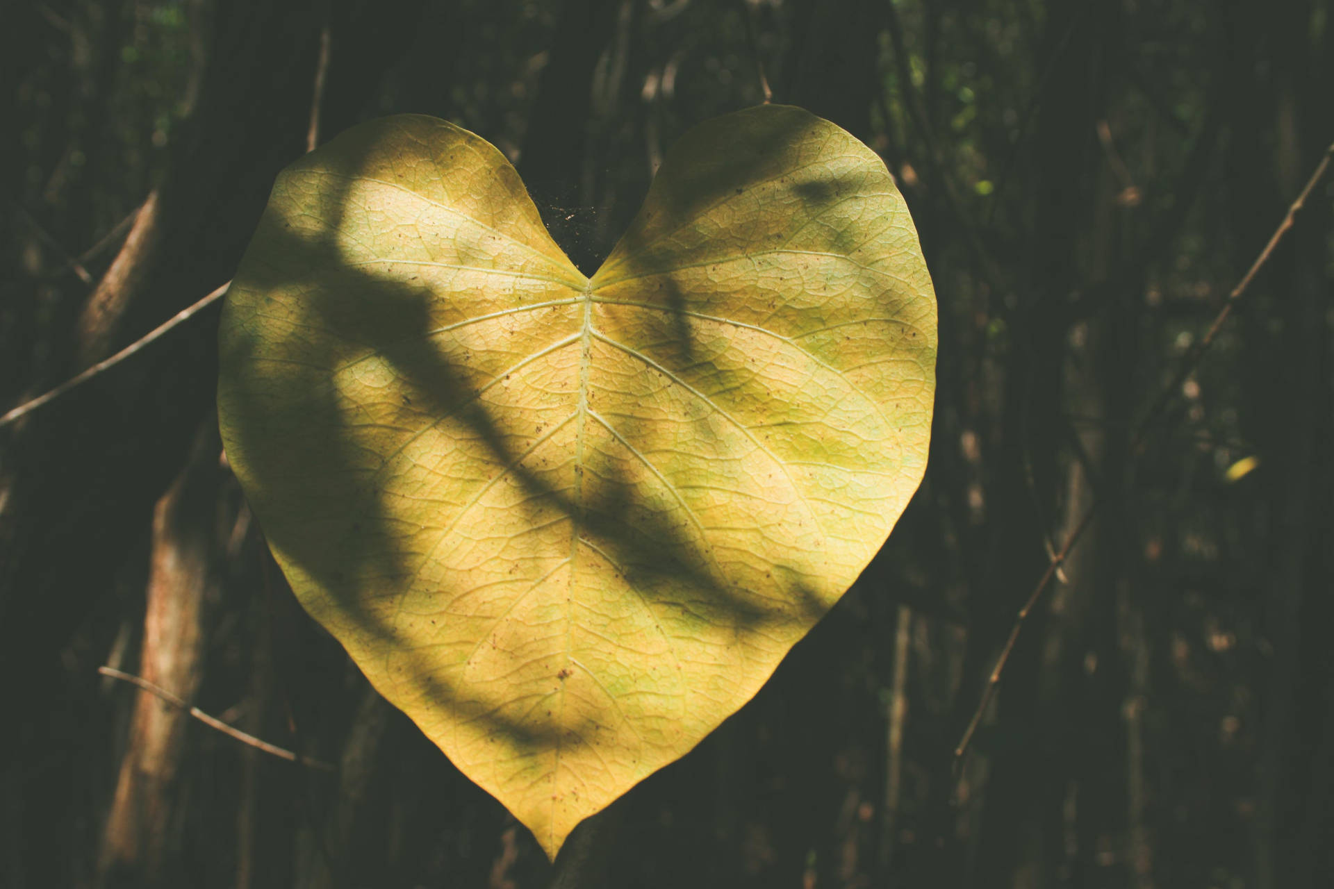 Nature Love Heart-shaped Leaf Background