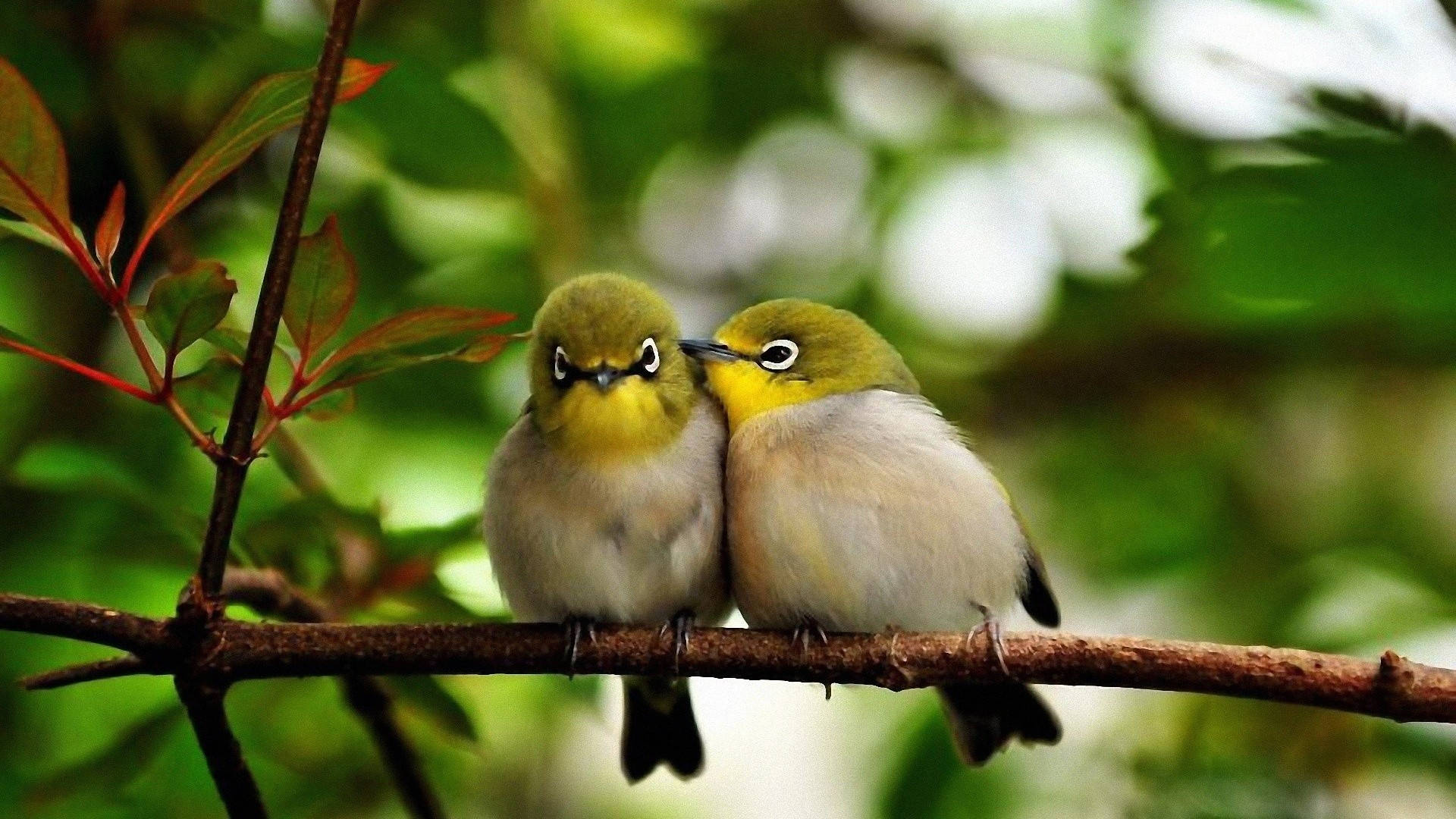 Nature Love Japanese White-eye Birds Background