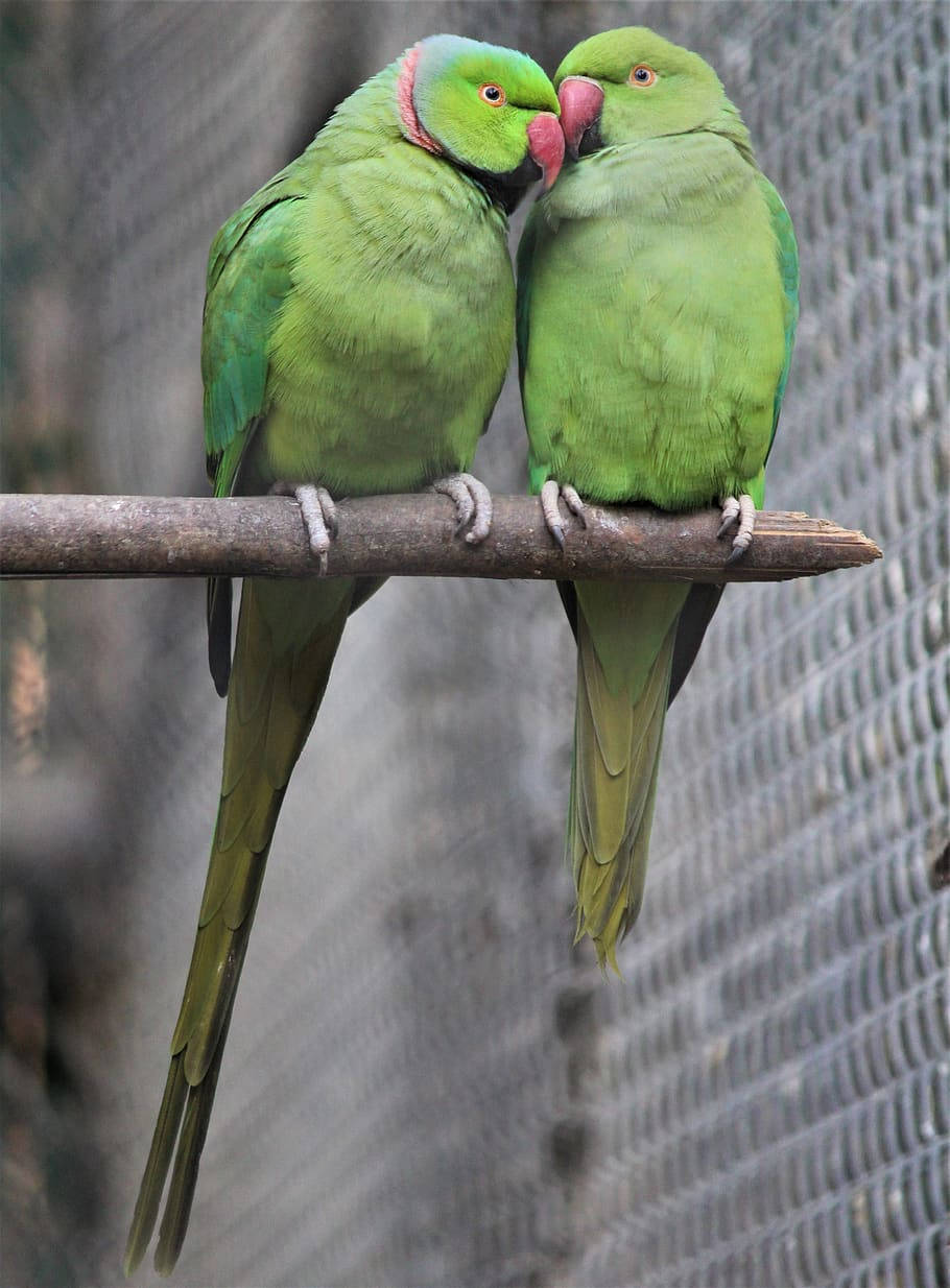 Nature Love Parakeets Background