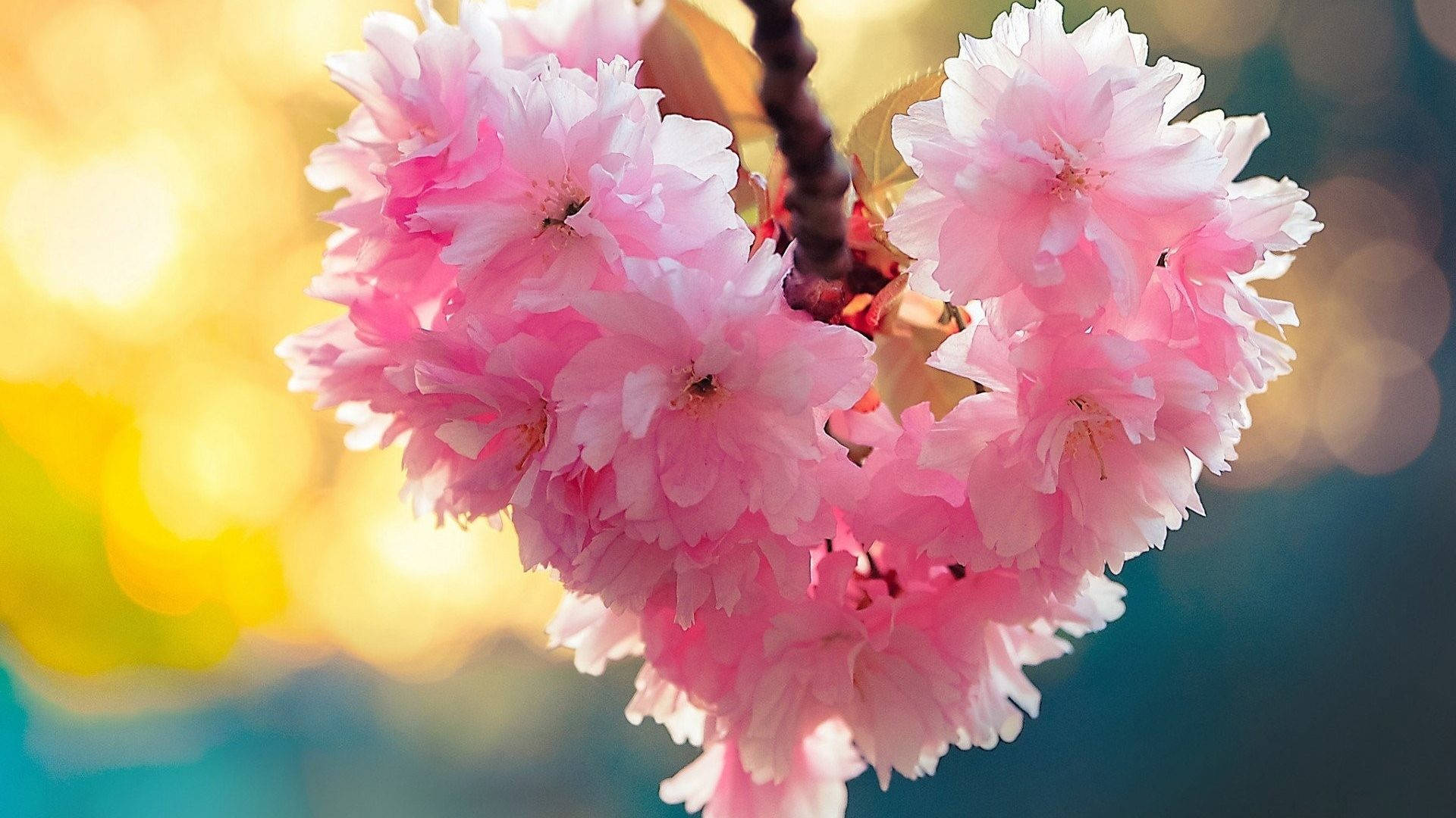 Nature Love Pink Flowers Background