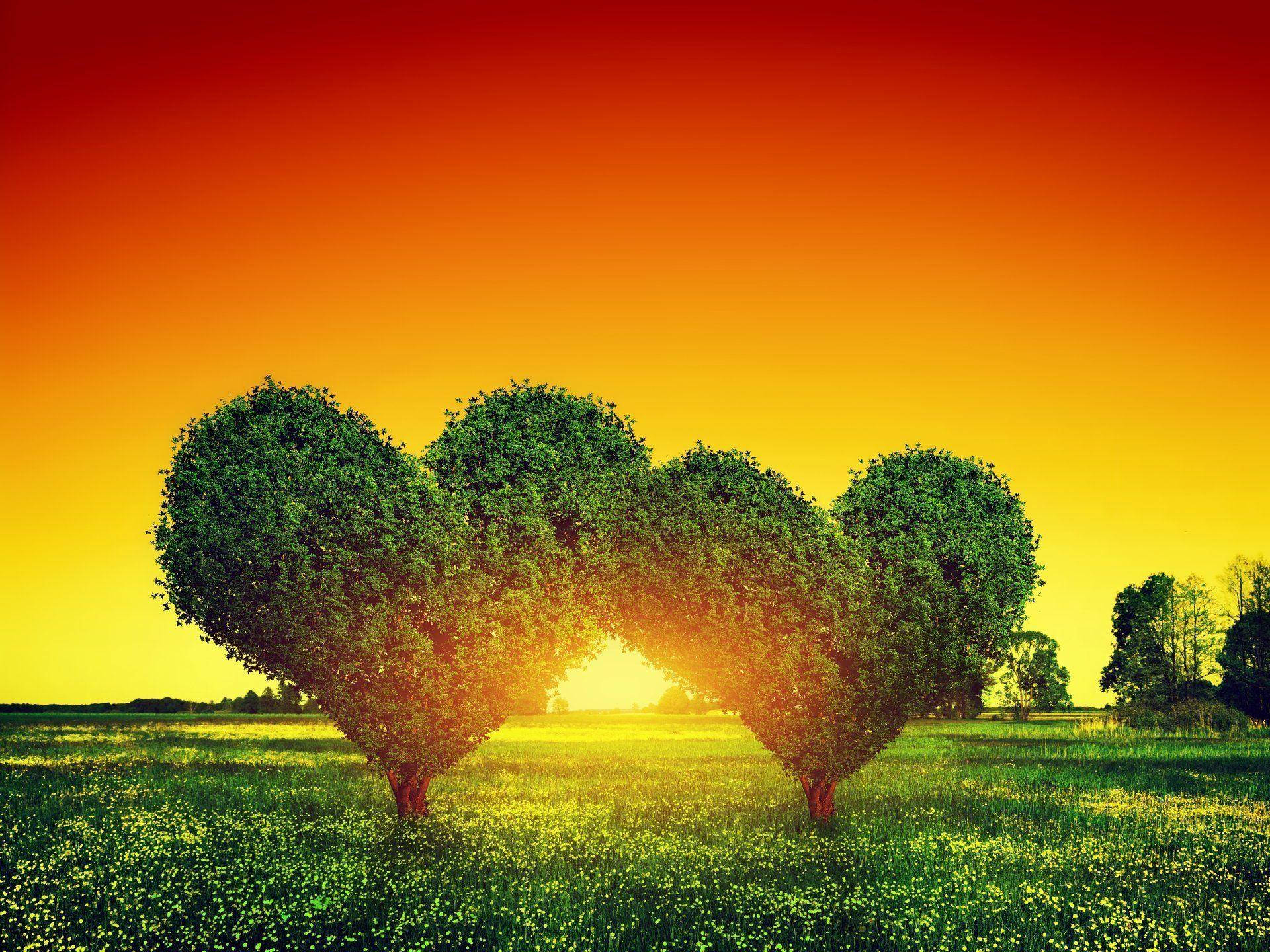 Nature Love Sunset Trees Background
