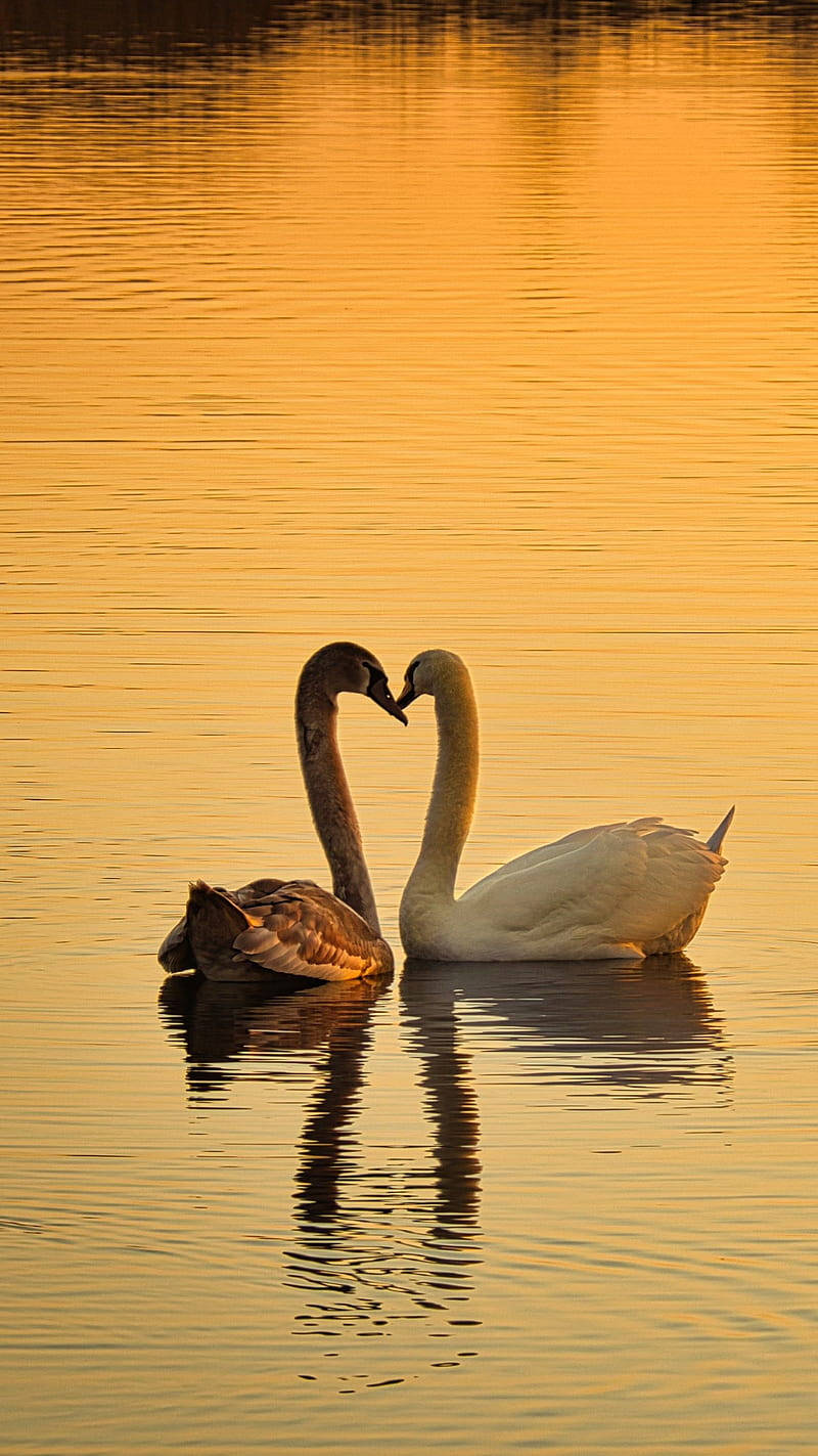 Nature Love Swans During Sunset Background