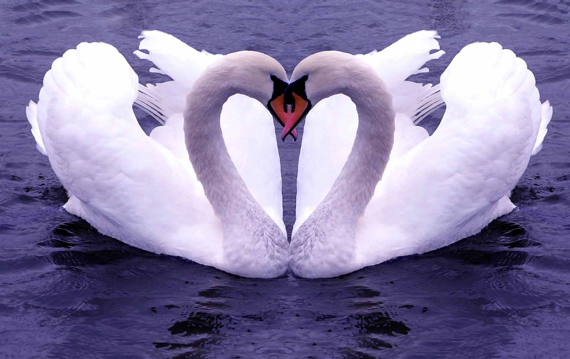 Nature Love Two Swans In Love Background