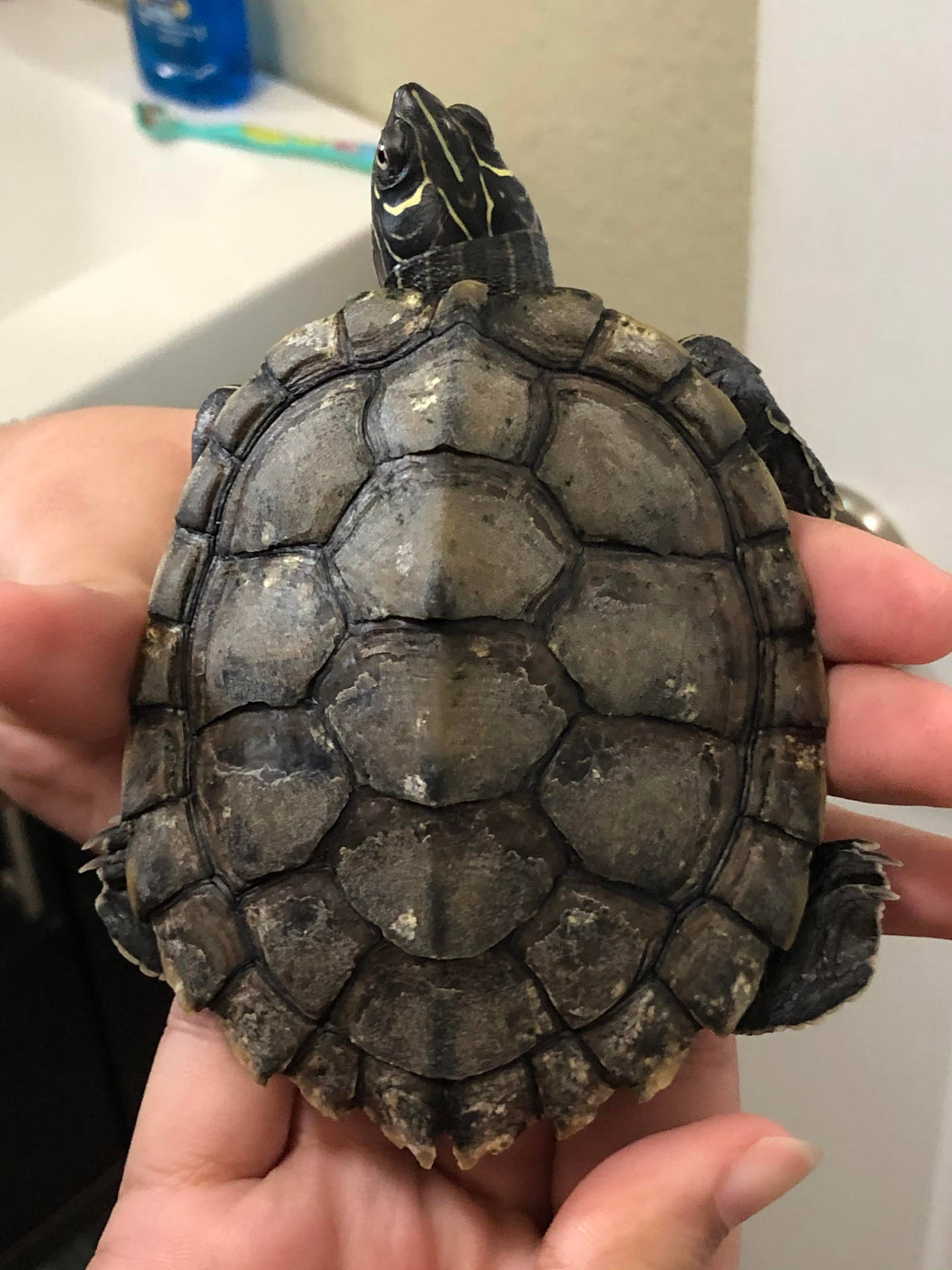 Nature Lover Holding A Mississippi Map Turtle Background