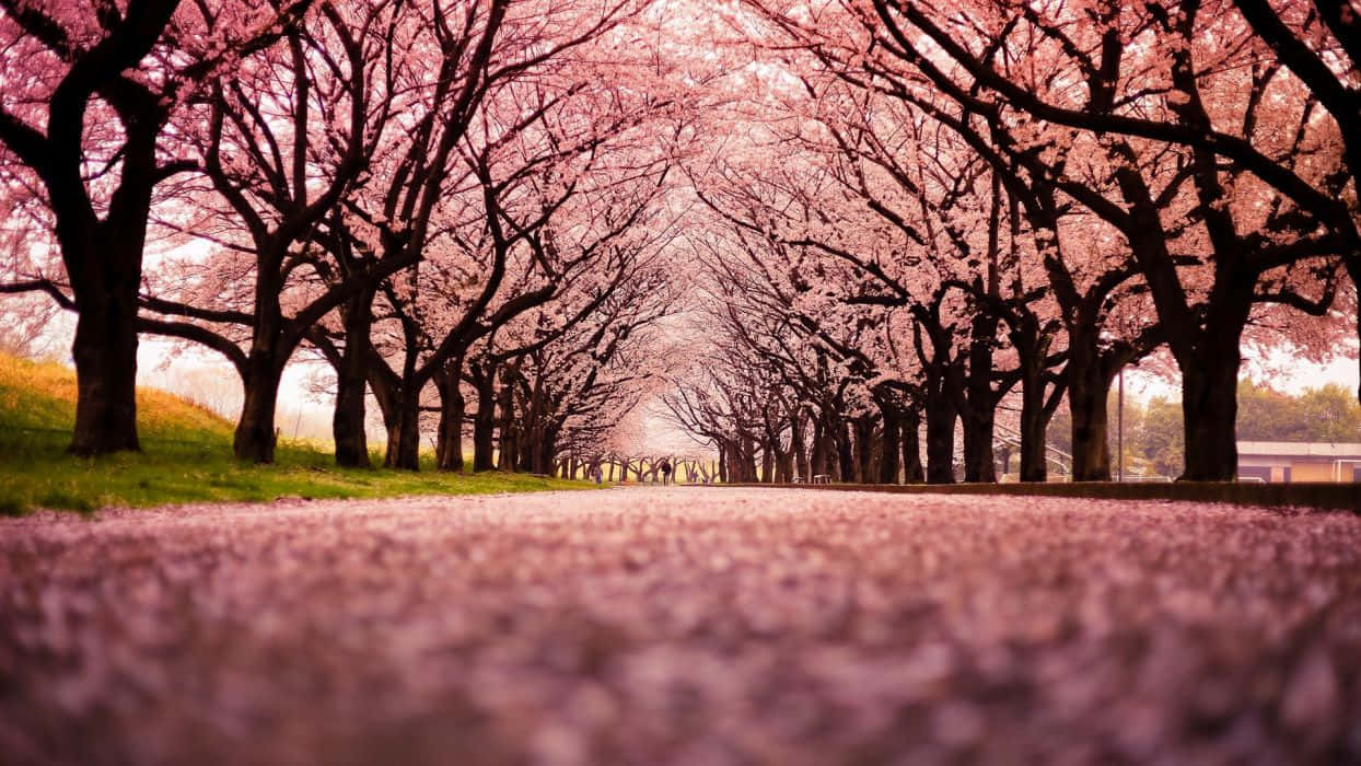 Nature Park With A Group Of Cool Japanese Tree Background