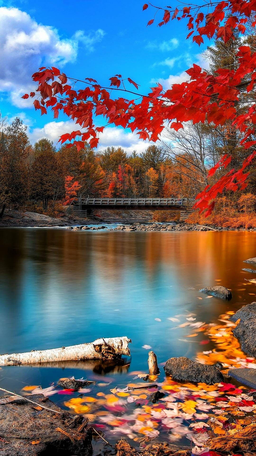 Nature Phone Bridge Autumn Background