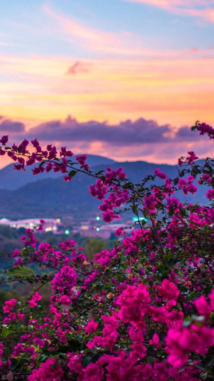 Nature Phone Purple Flowers Sunset Background