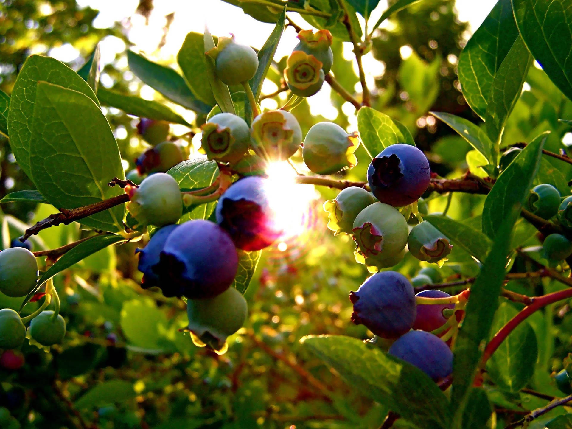 Nature Photography Blueberry Plant