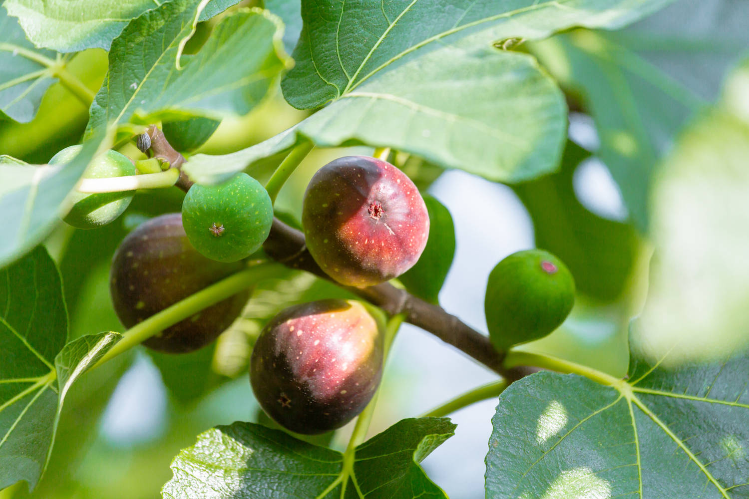 Nature Photography Of Figs On A Tree