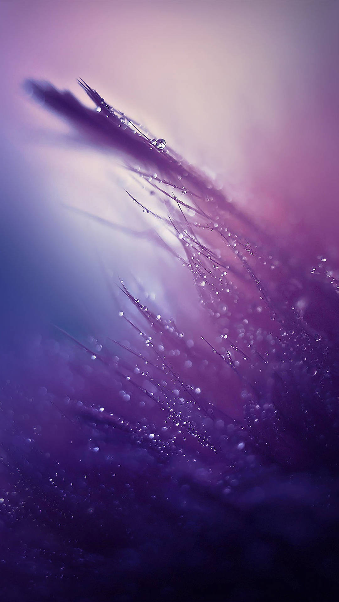 Nature Raindrop On Purple Backdrop Smartphone Background Background
