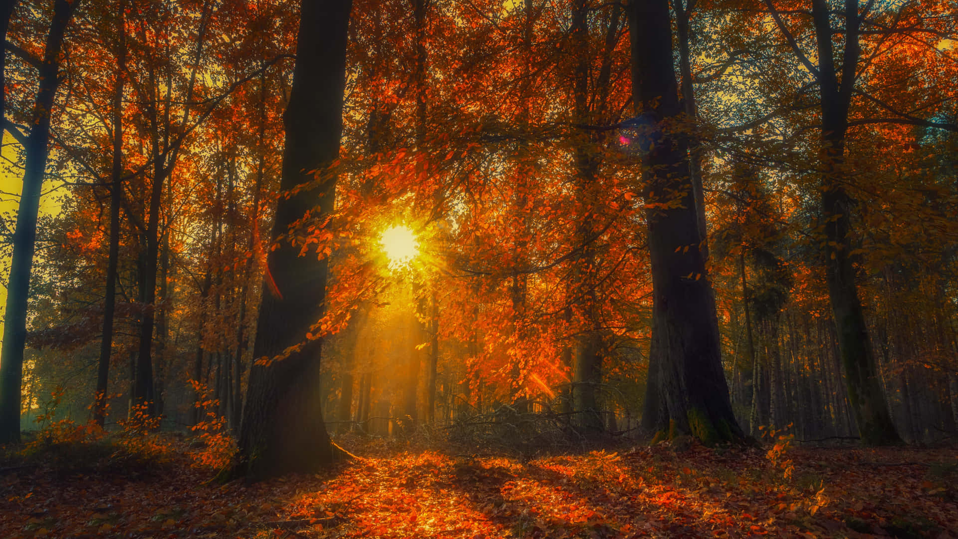 Nature's Beautiful Bounty Of Fall Colors Background