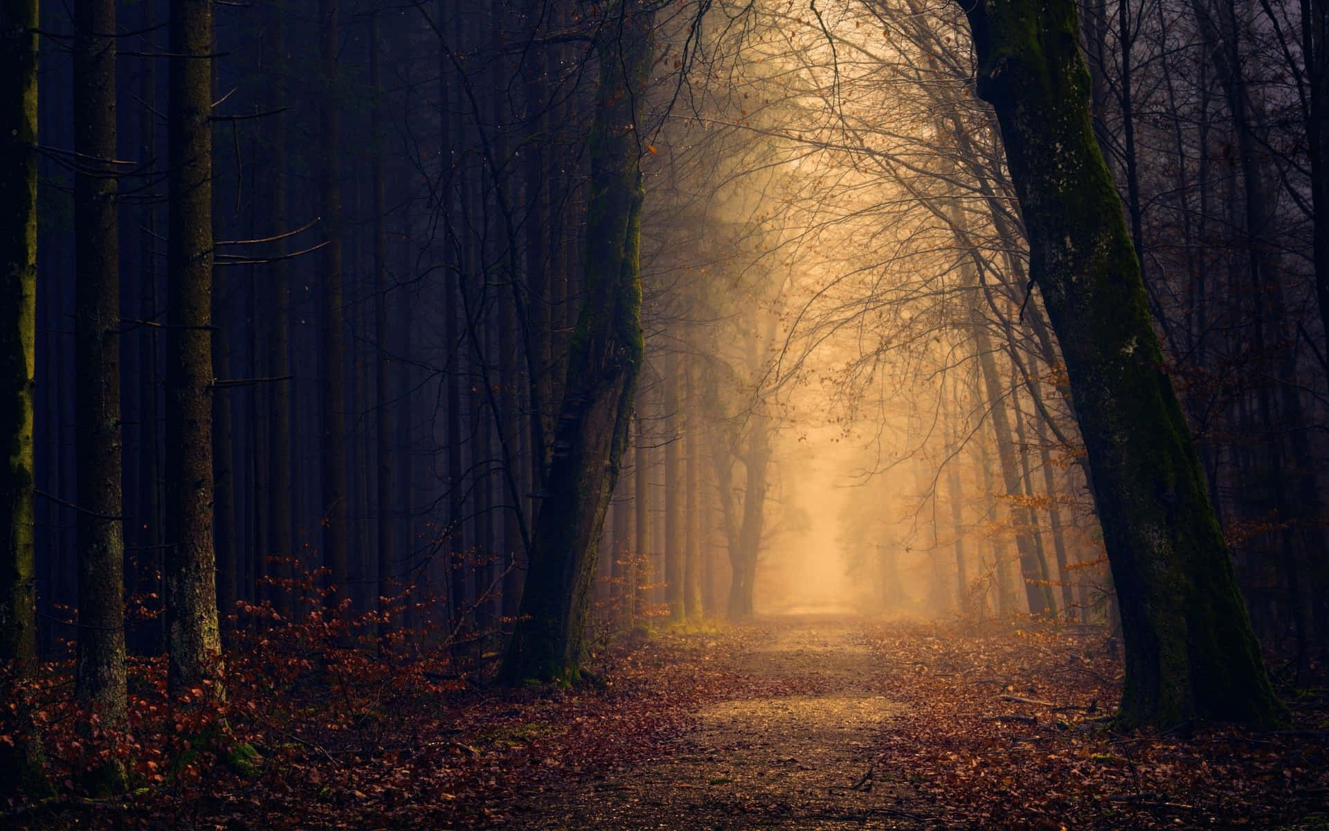 Nature's Beauty Celebrates The Dark Autumn Season Background