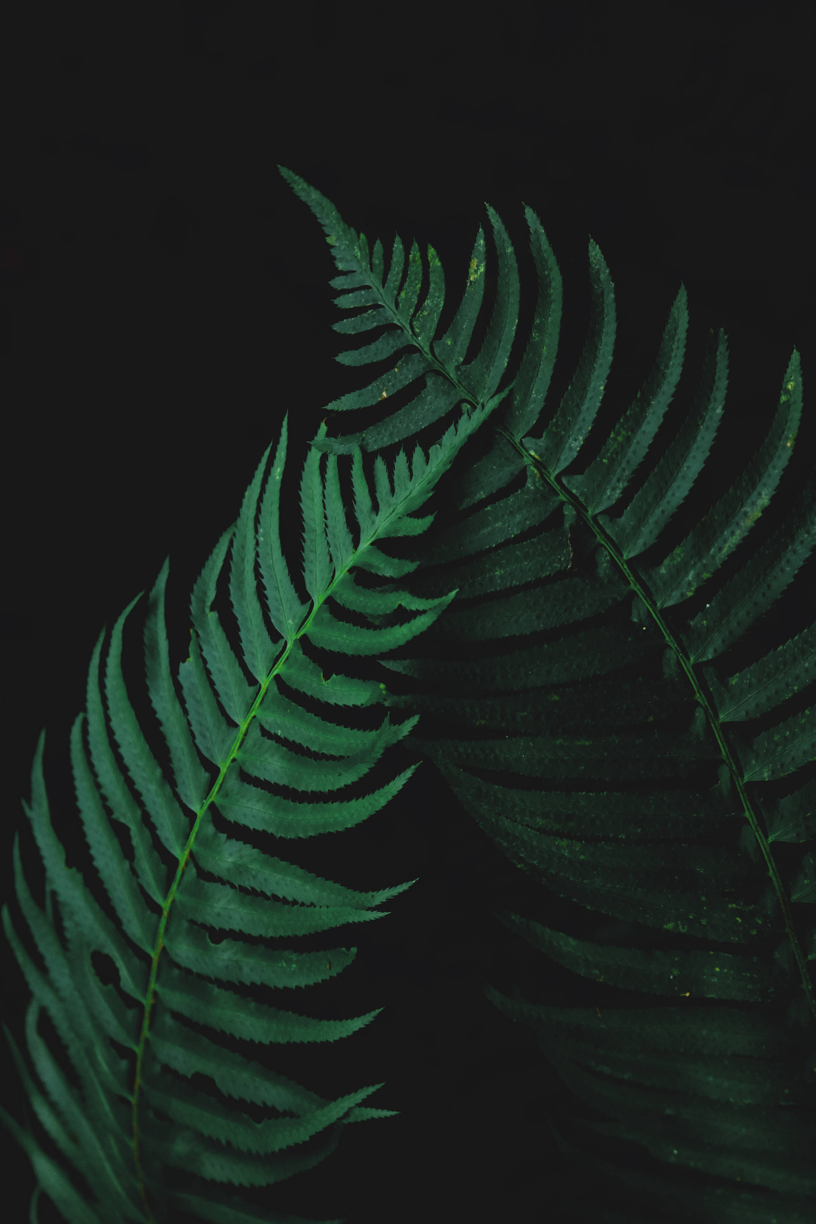 Nature's Beauty Is Accentuated In These Vibrant Fern Leaves.