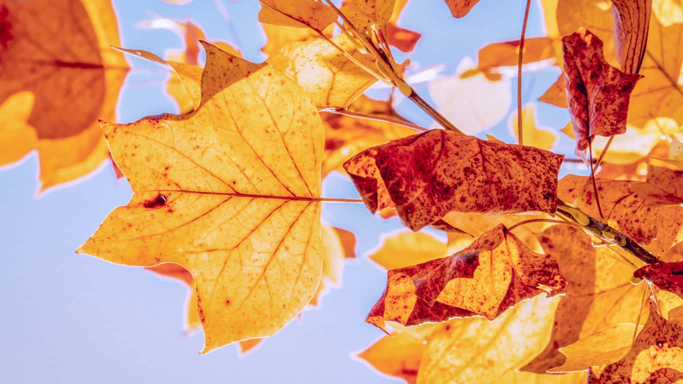 Nature's Canvas Comes Alive In Autumn Background