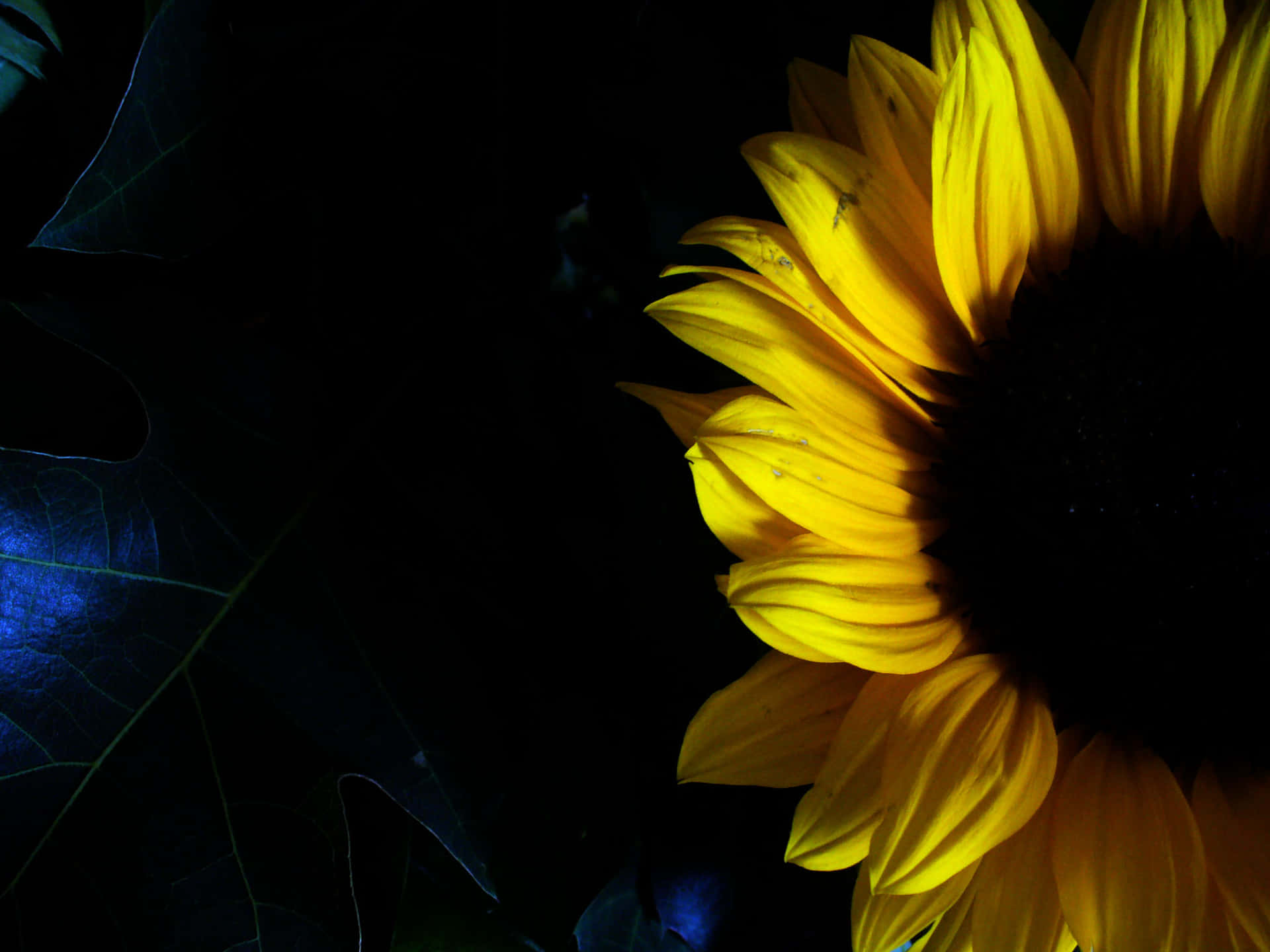 Nature's Dark Beauty - A Sunflower Background