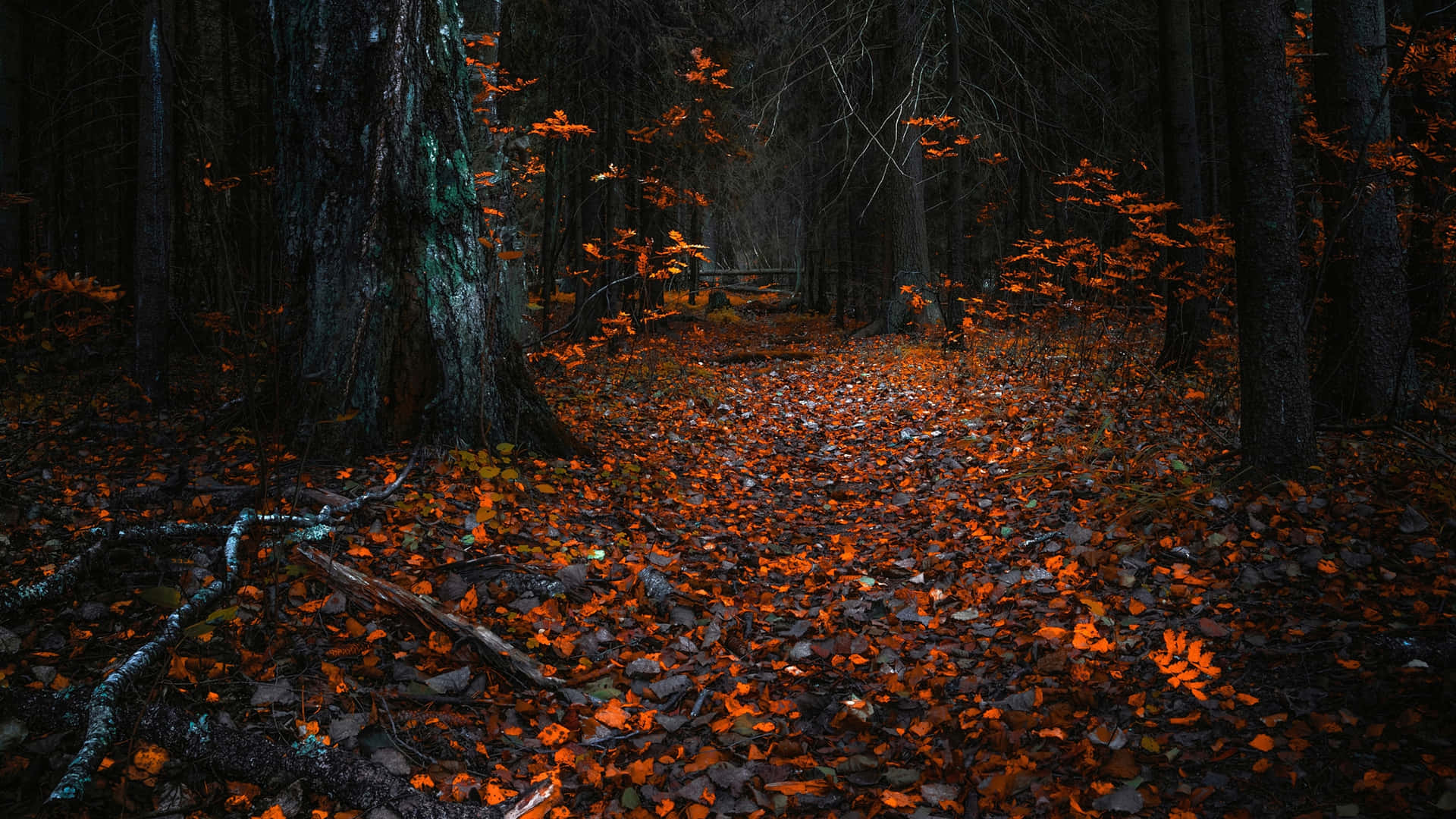 Nature's Dark Transformation To Winter Background