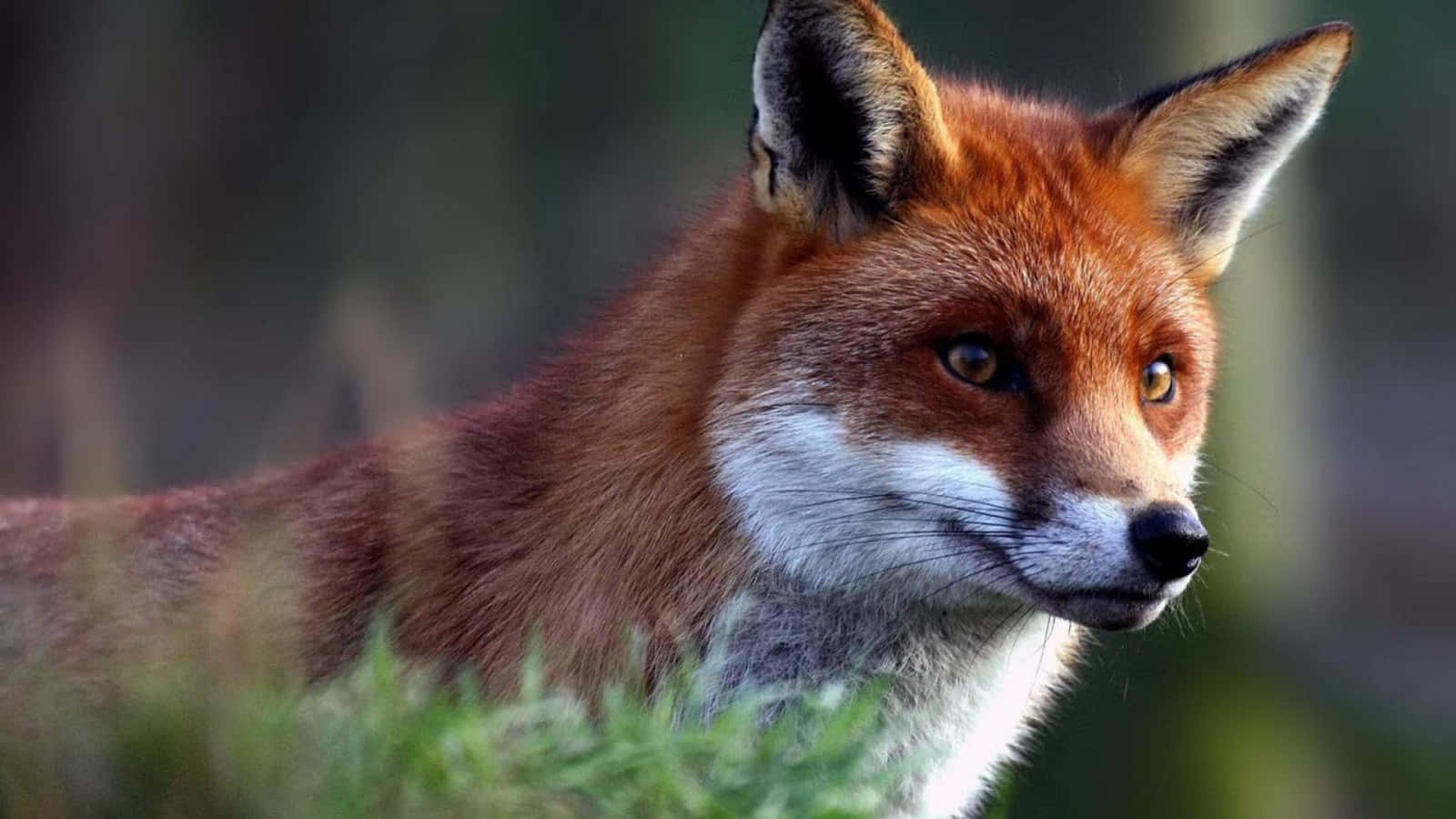 Nature's Fiercest Predator - The Cool Fox