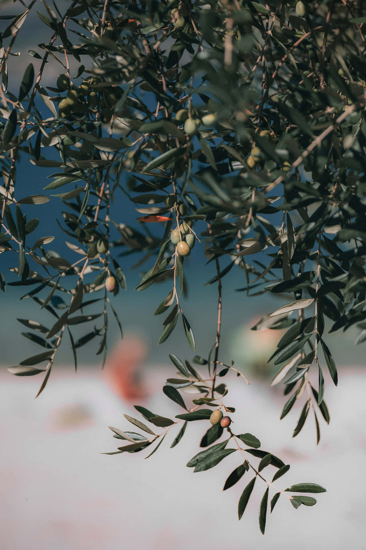 Nature's Gift - A Ruined Olive Tree Background