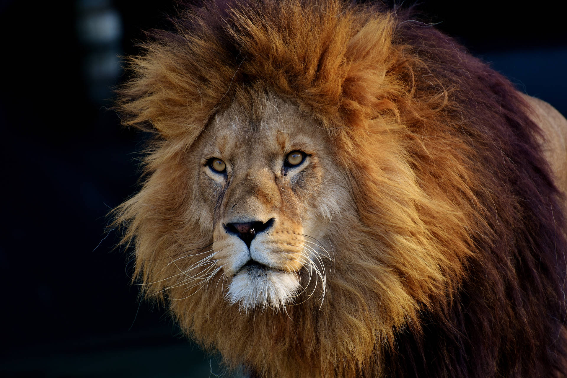 Nature's King - A Majestic Lion Background