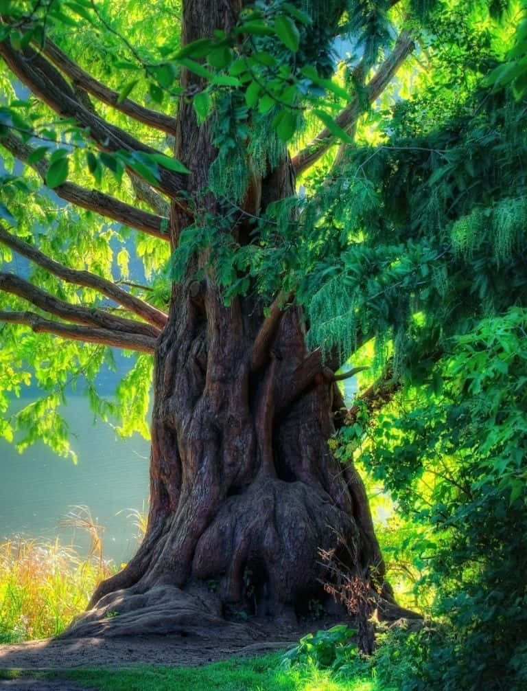 Nature's Splendor - Trees Under A Sunny Sky Background