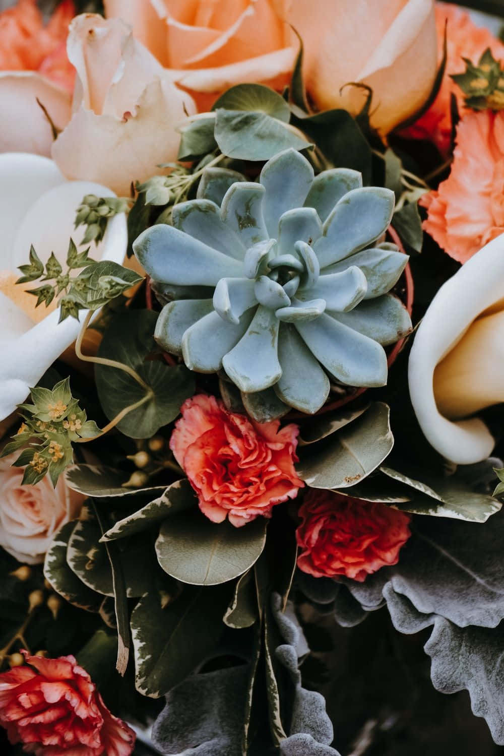 Nature's Touch: Aesthetic Plant Wallpaper For Your Phone Background