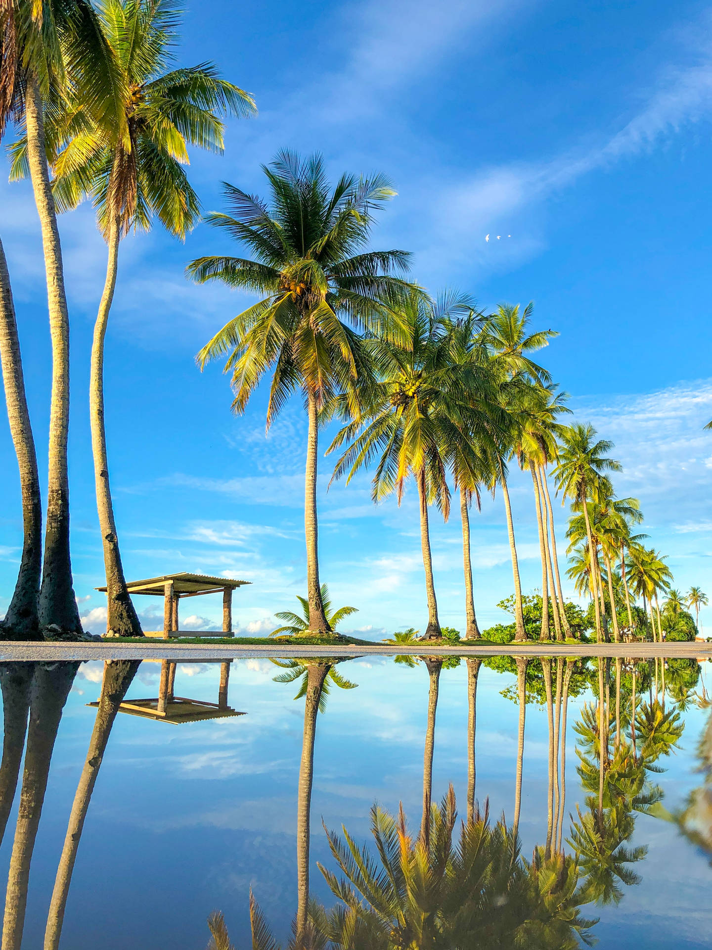 Nauru Coconut Trees Background