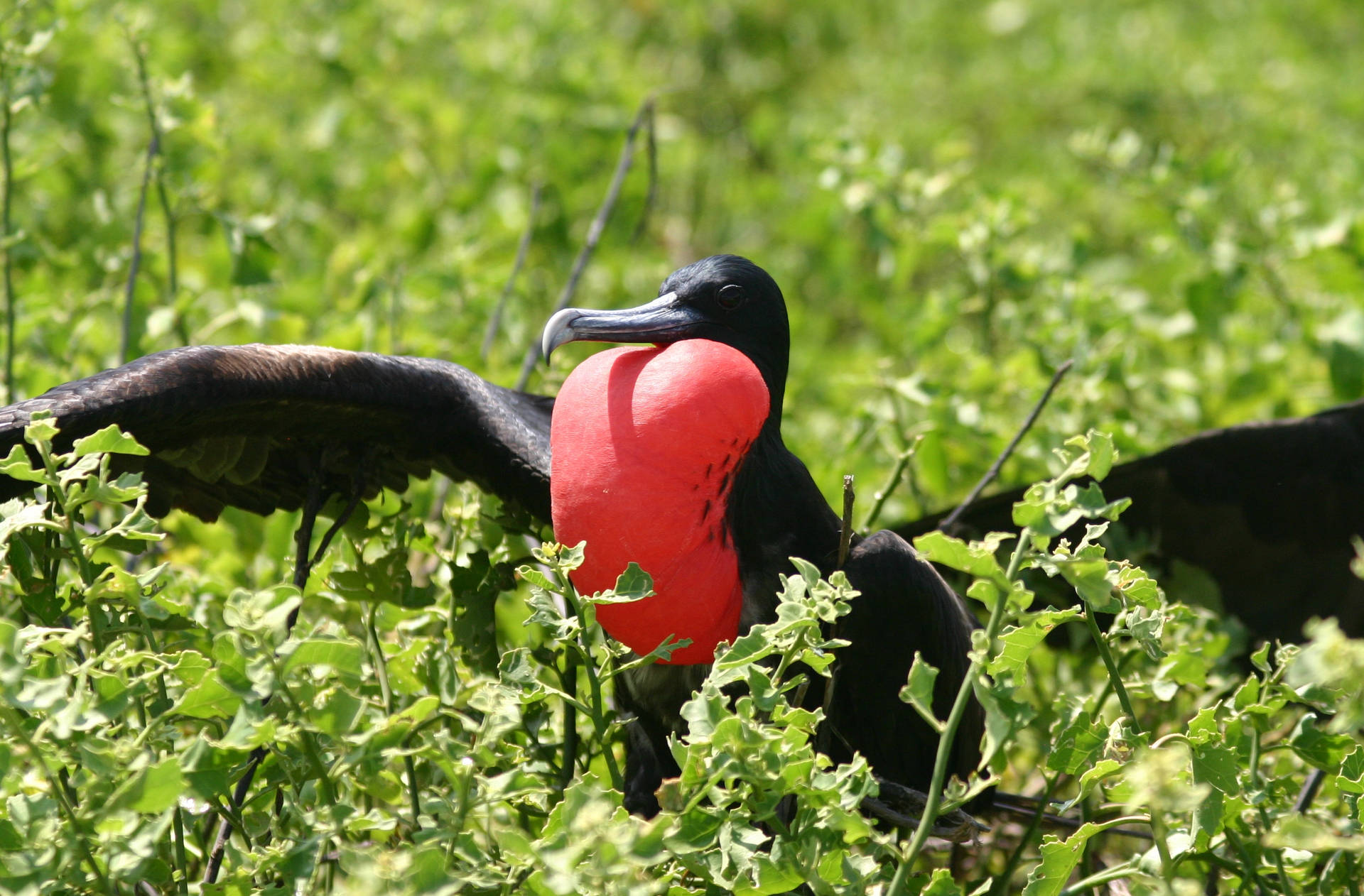 Nauru Frigate Bird Background