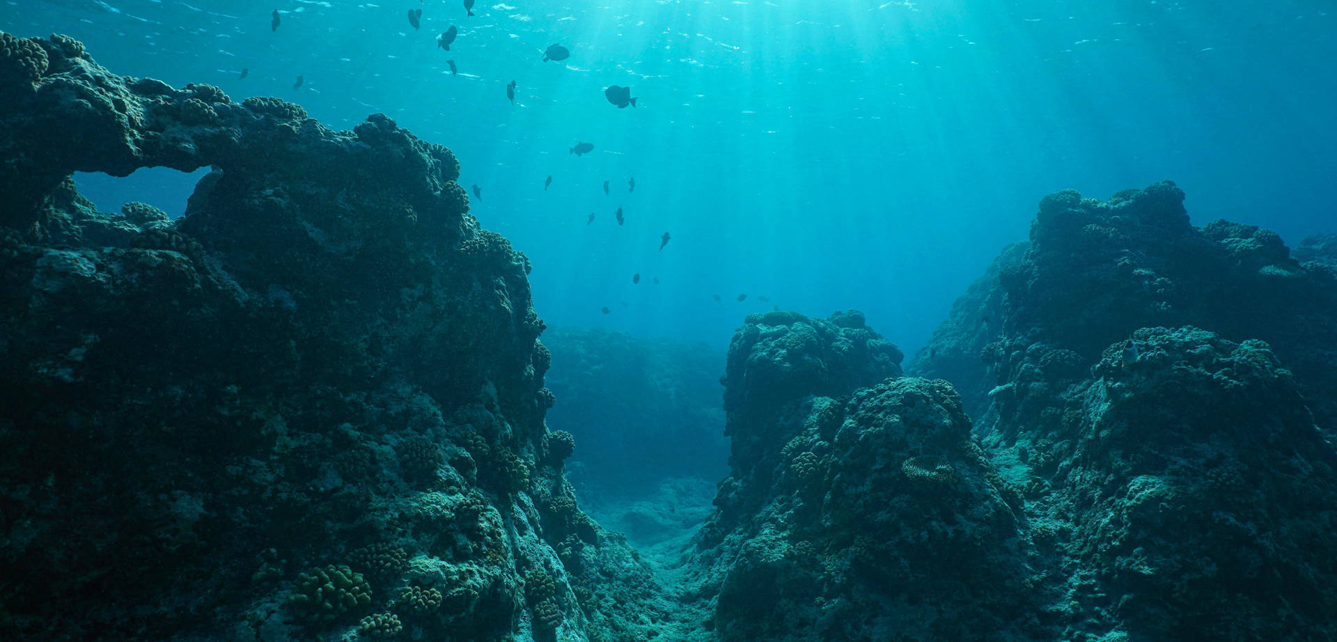 Nauru Marine Life