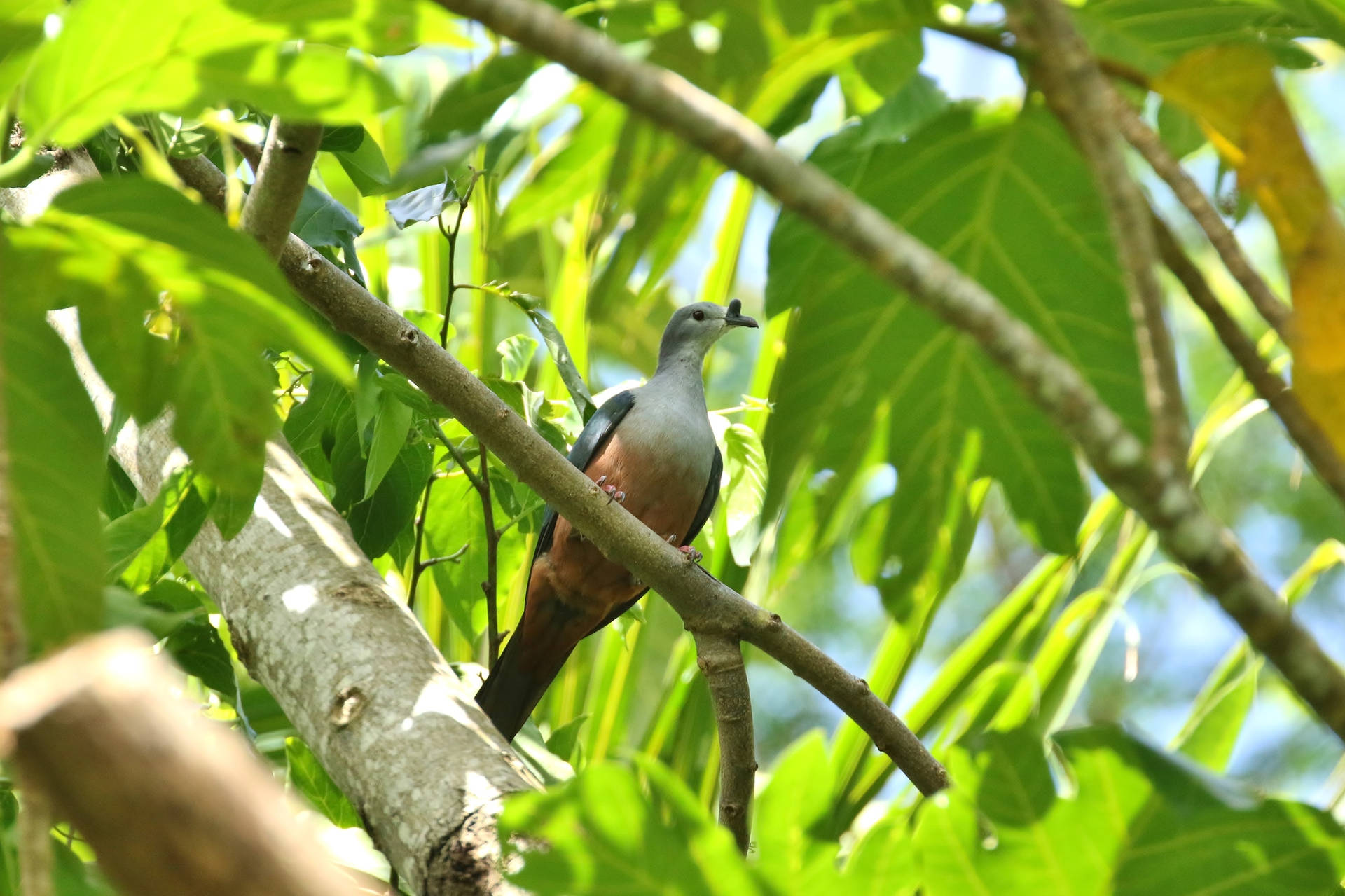 Nauru Micronesian-imperial Pigeon Background