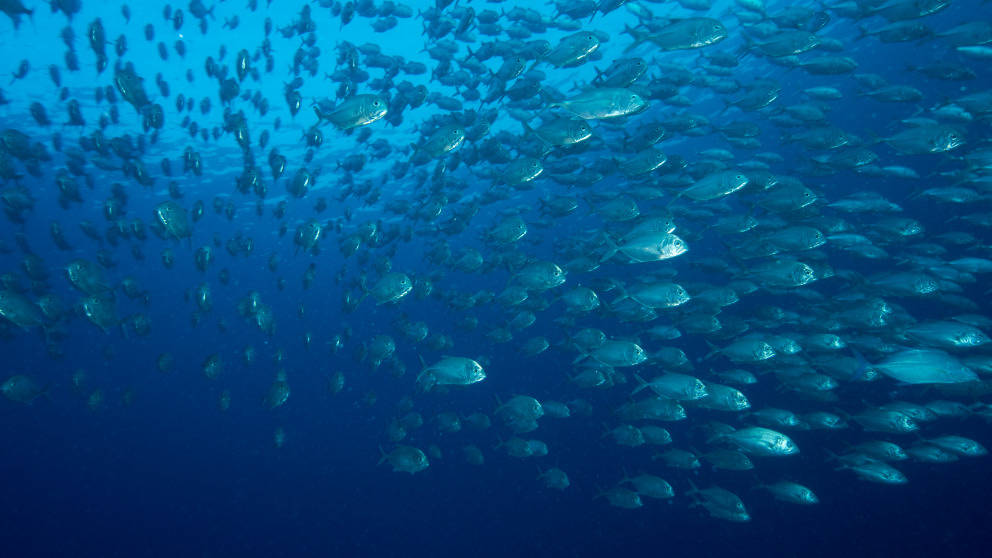 Nauru School Of Fish Background