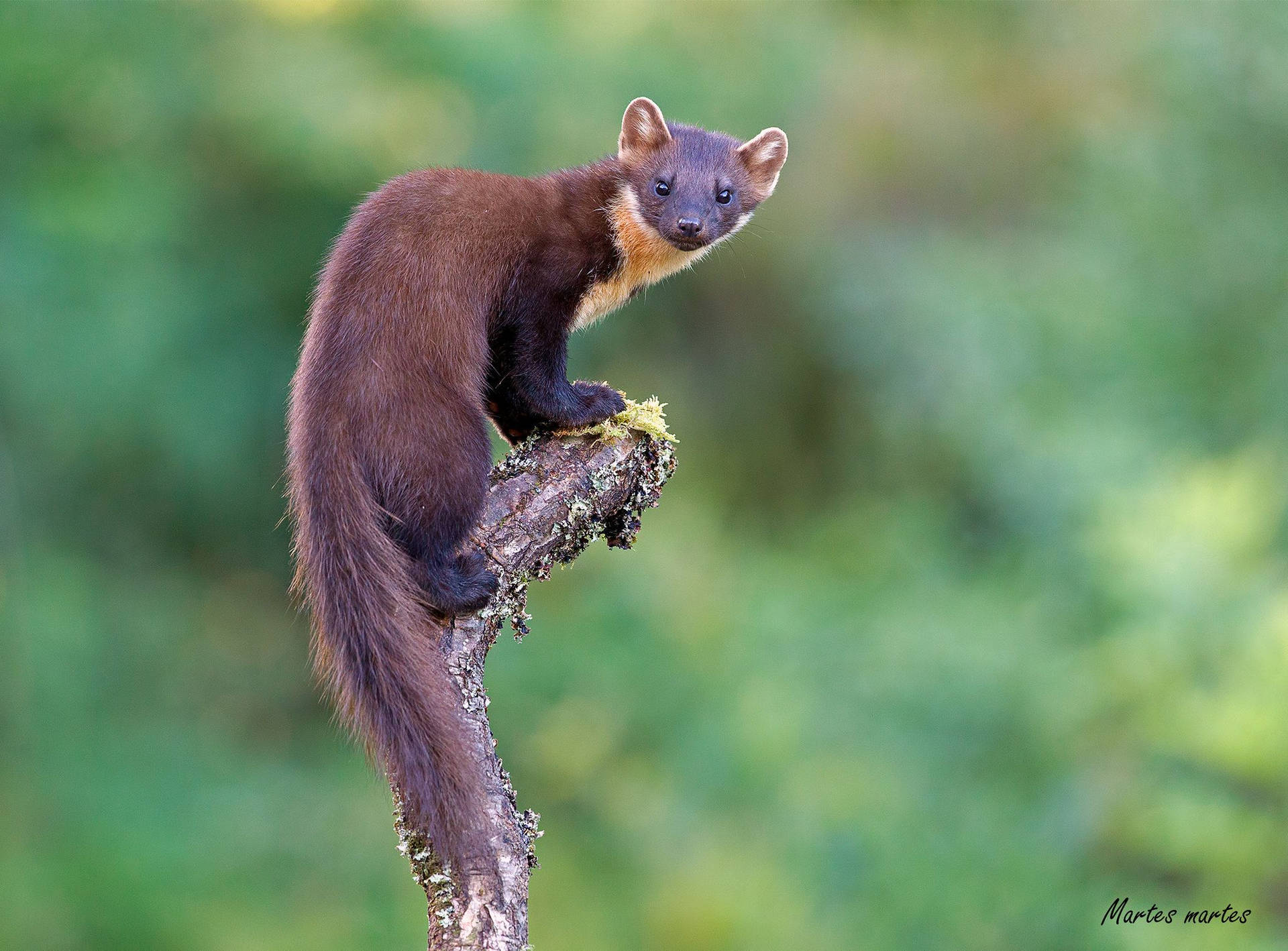 Neat Mink Animal Background