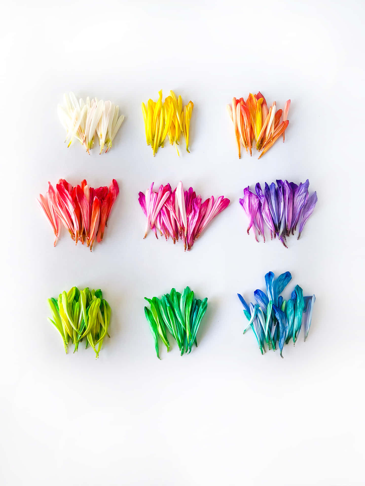 Neatly Arranged Flower Petals