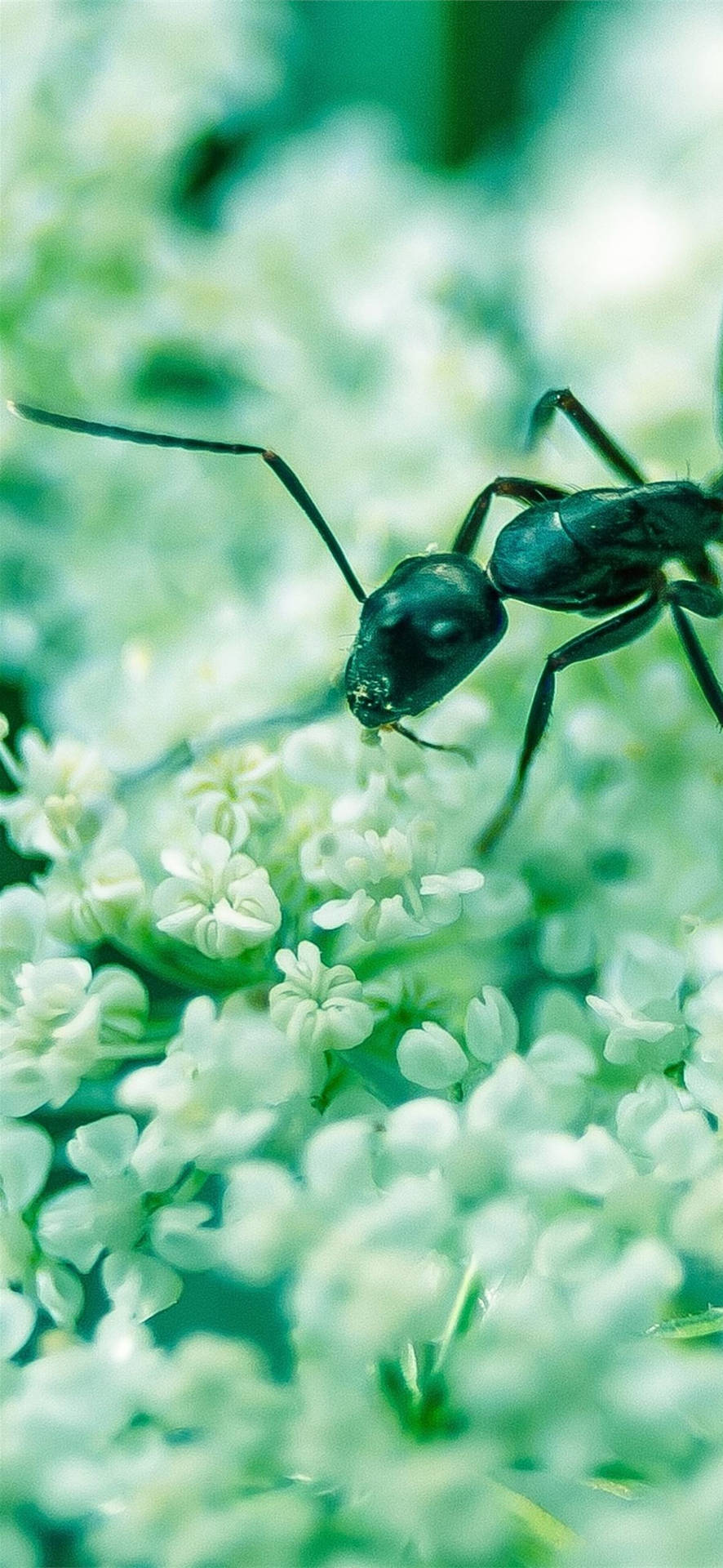 Nectar Ant Background