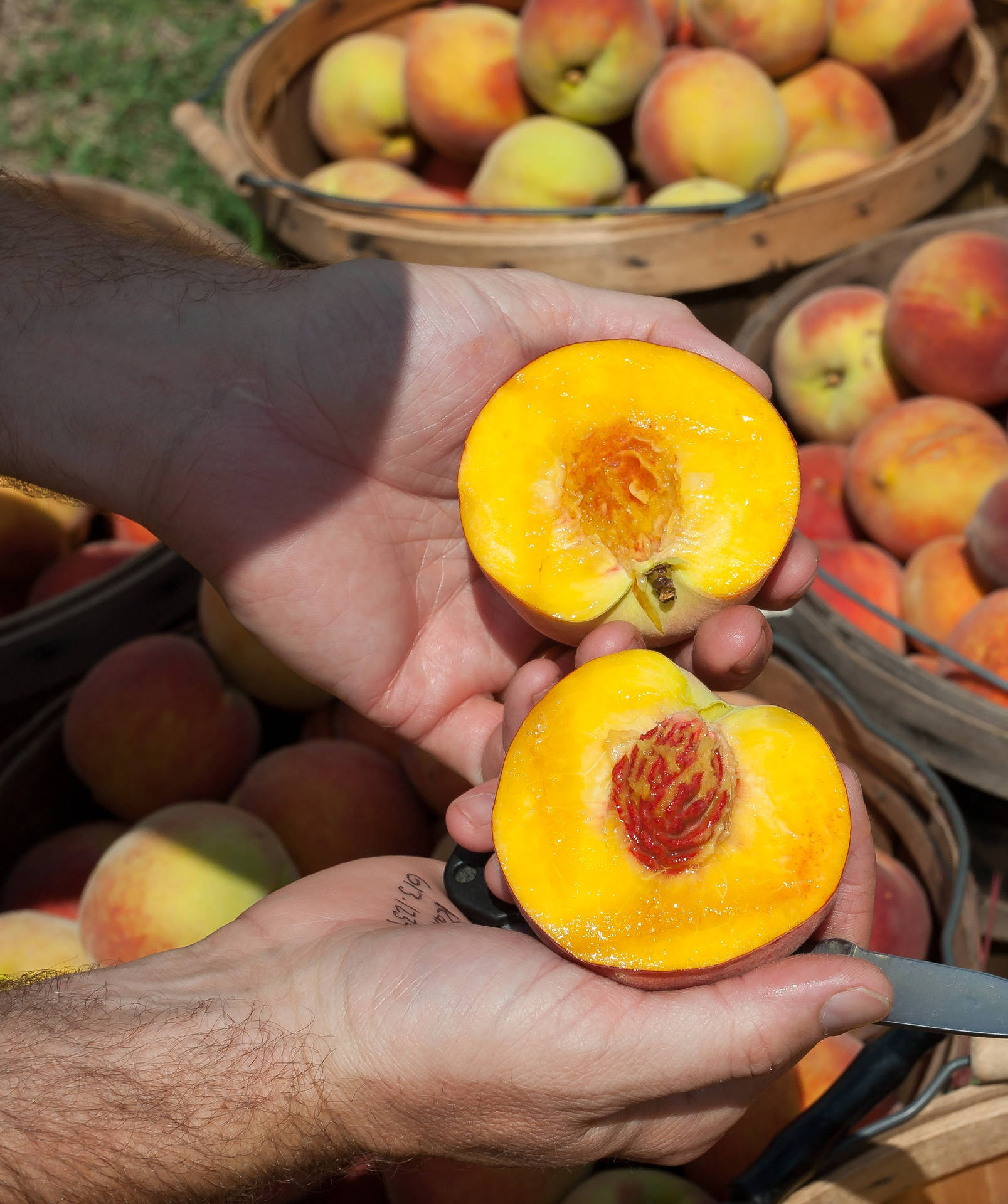 Nectarine Fruit Fine Texture Background