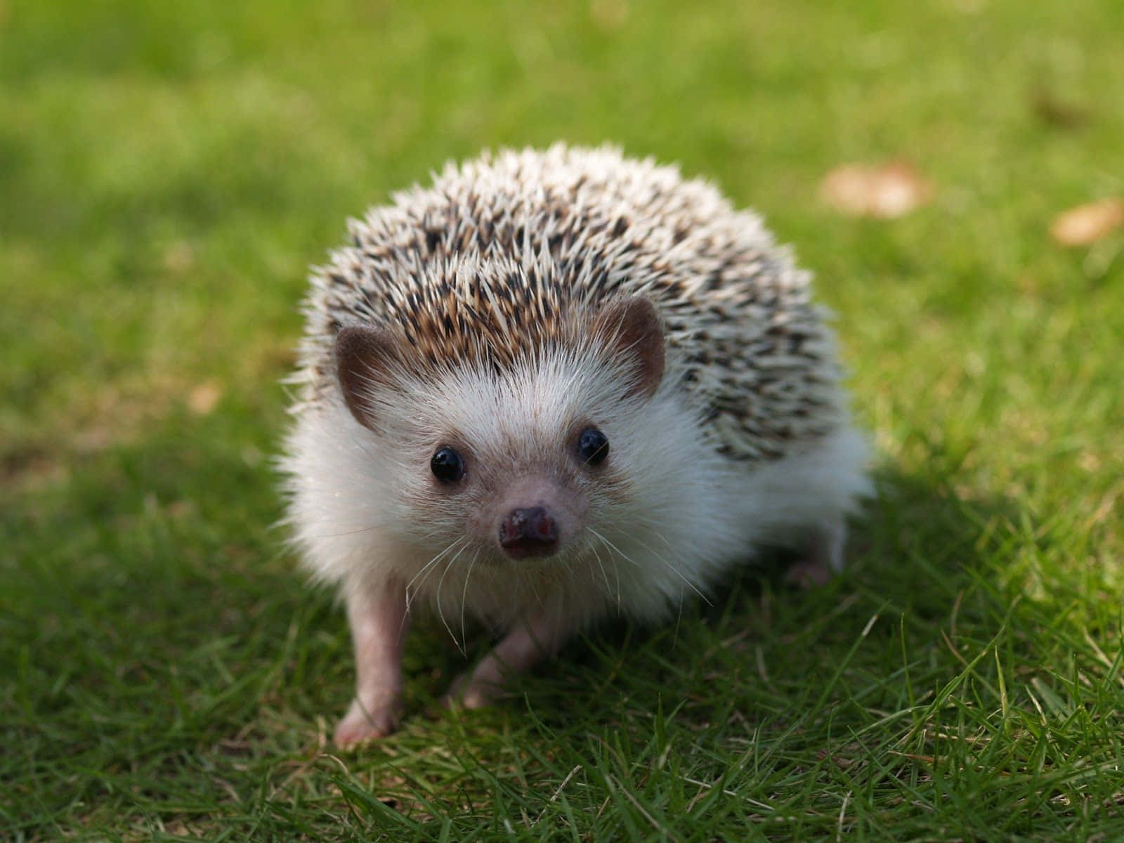 Need An Adorable Pick-me-up? Check Out This Cuddly, Cute Hedgehog! Background