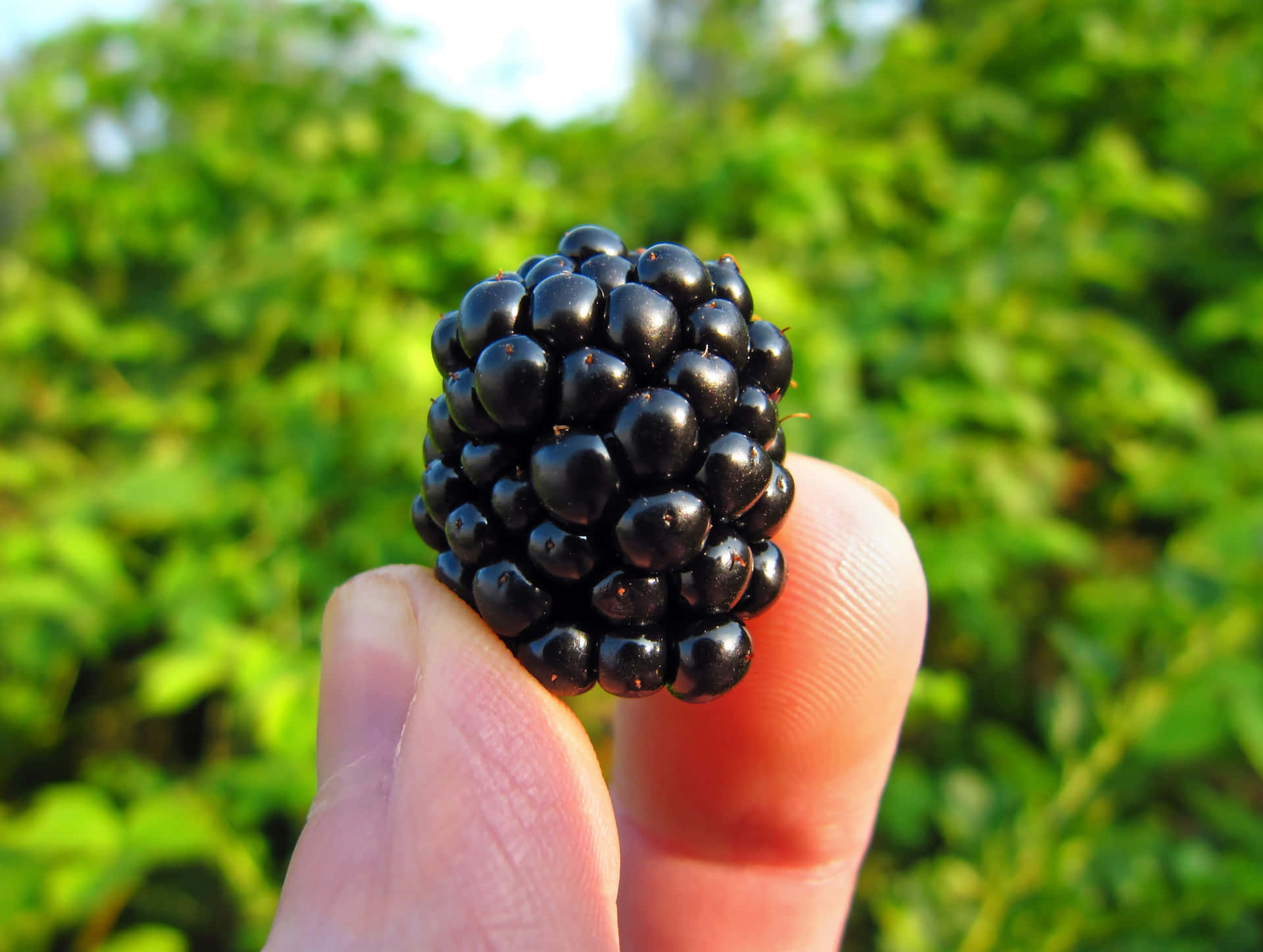 Negligible Hand Berry Background