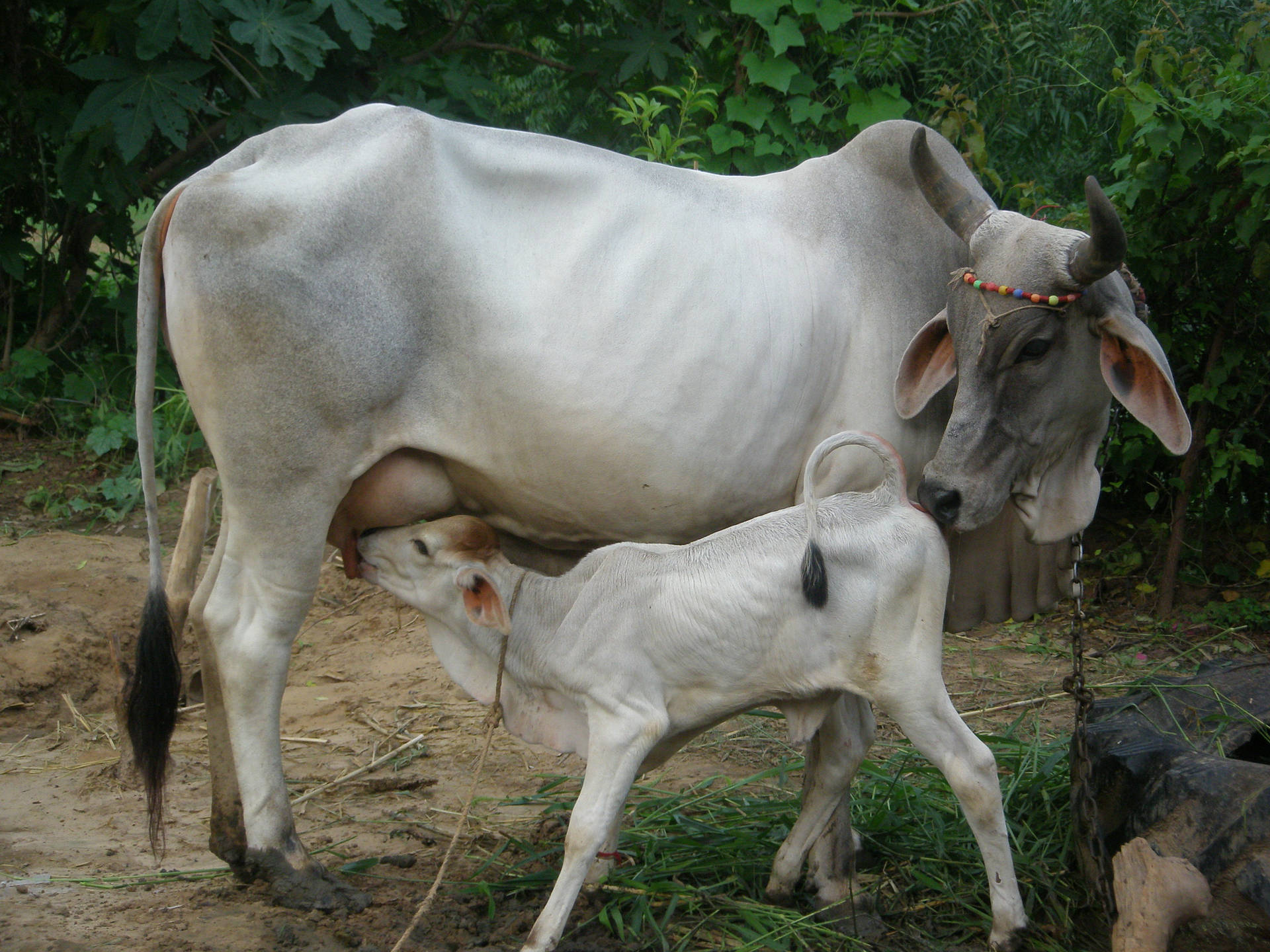 Nelore Zebu Cow And Calf In The Pasture Background