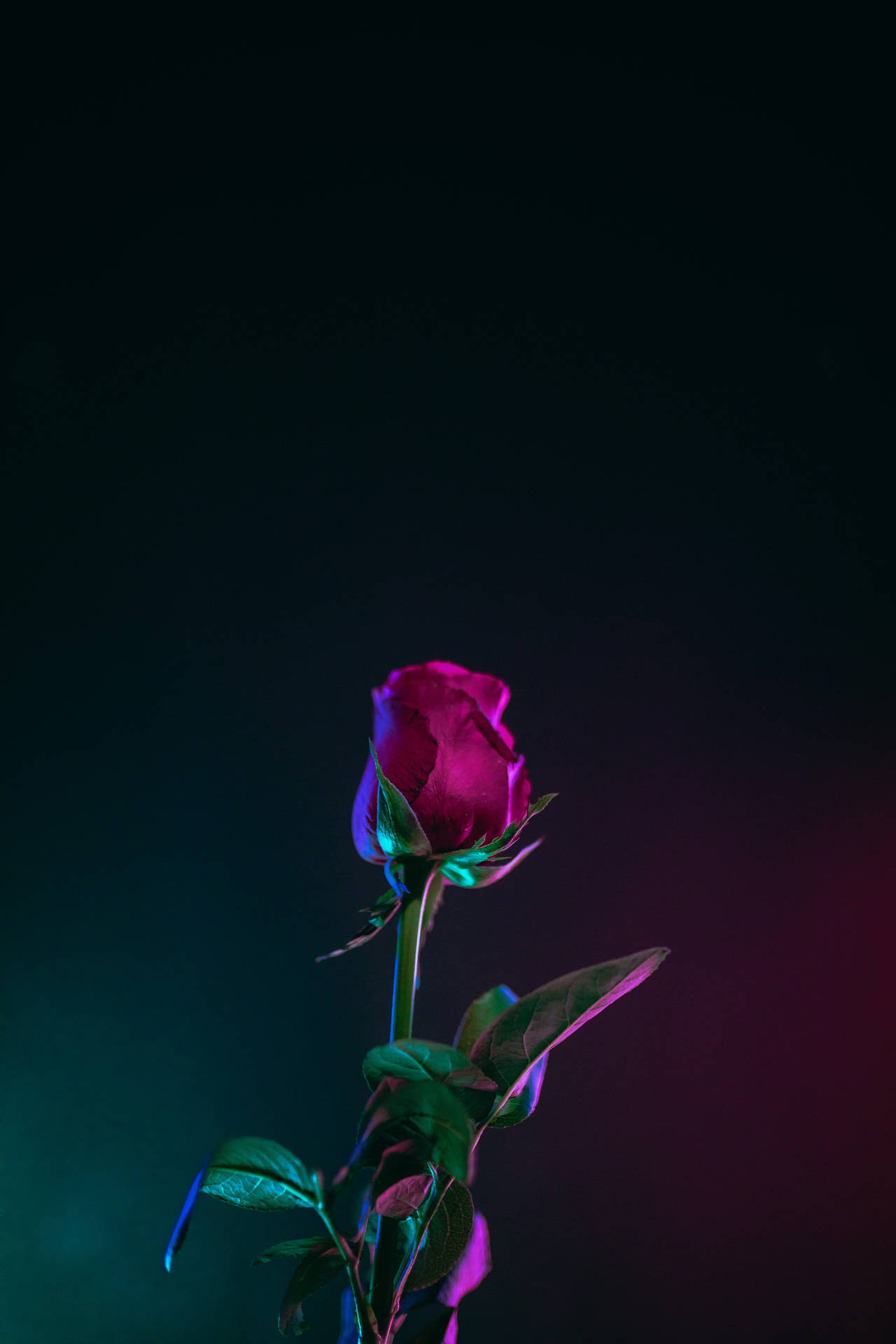 Neon-aesthetic Dark Hd Flowers Phone Background